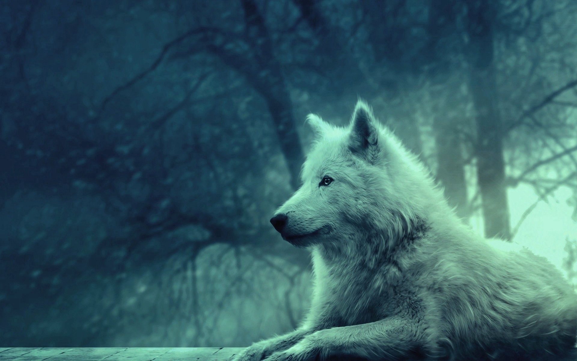 97559 download wallpaper wolf, light, animals, forest, light coloured, wild, calmness, tranquillity, appeasement, pacification screensavers and pictures for free