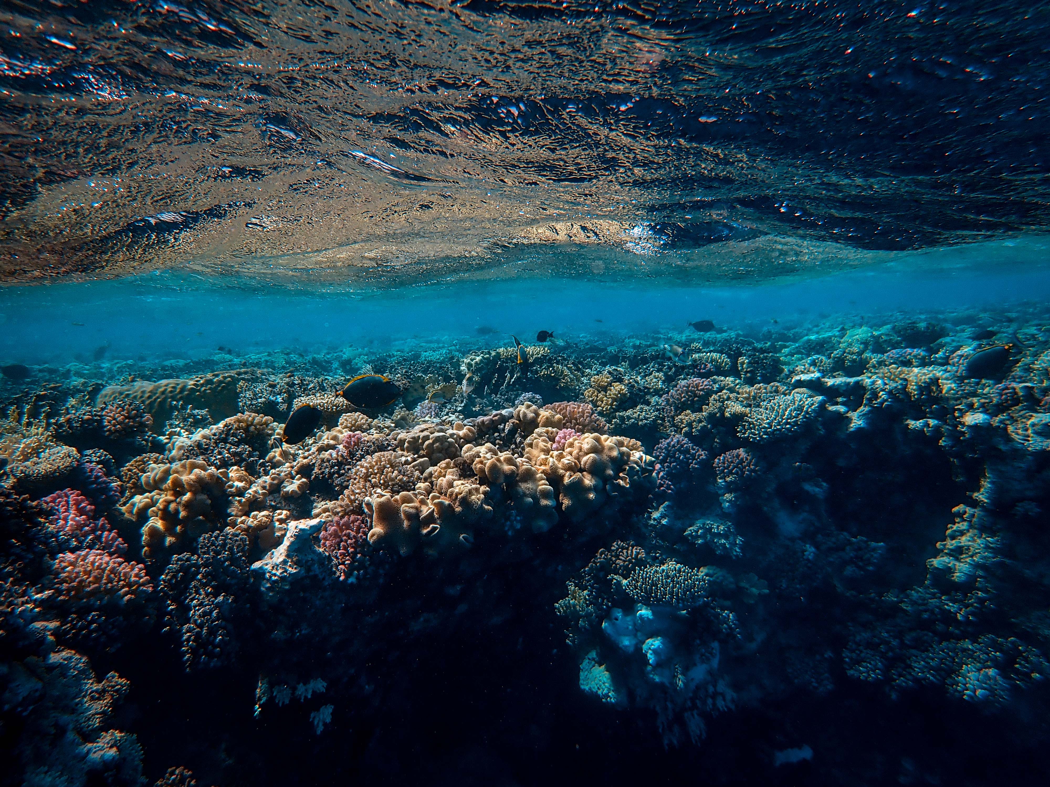 Handy-Wallpaper Natur, Koralle, Ozean, Unterwasserwelt, Seetang, Algen kostenlos herunterladen.