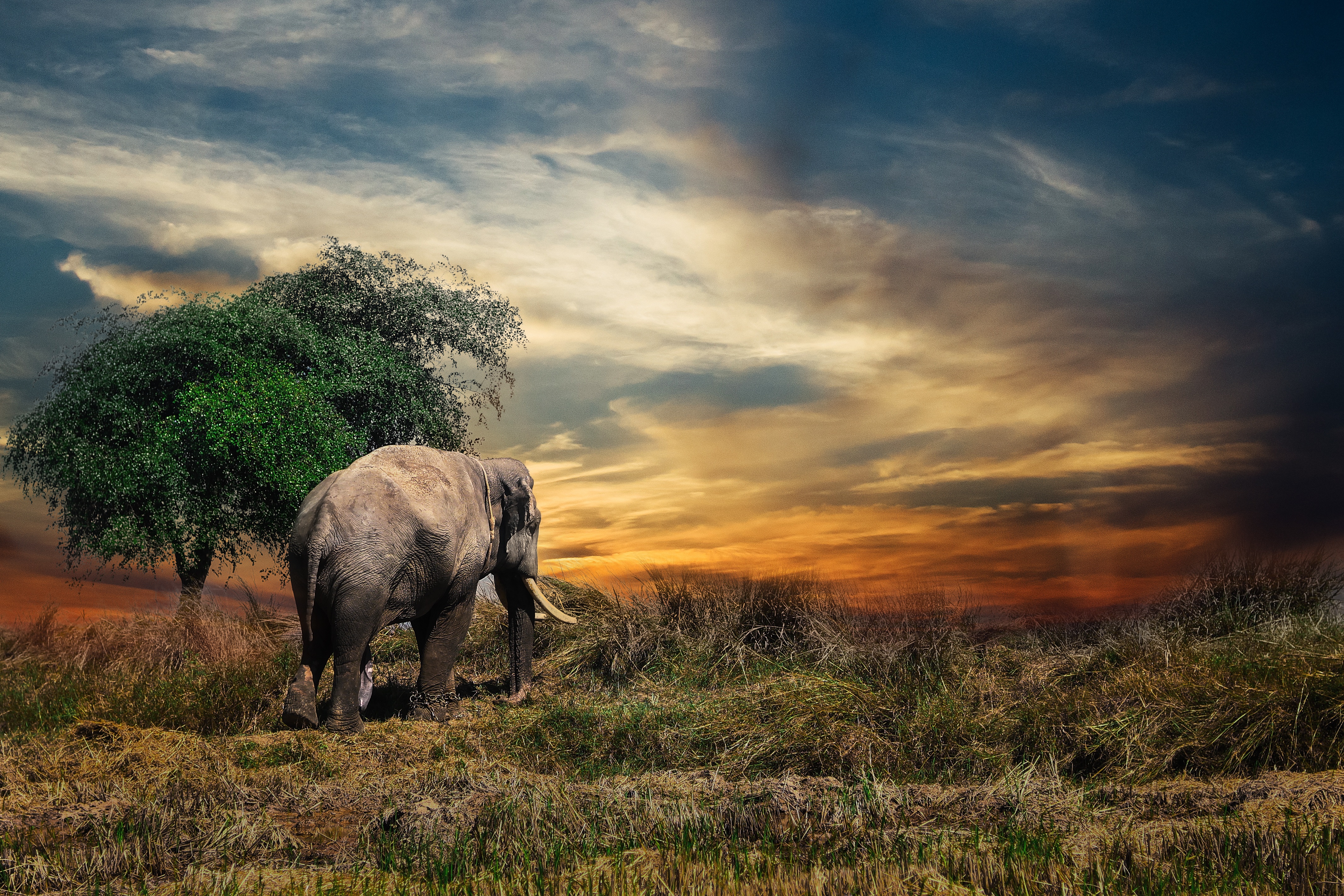 Handy-Wallpaper Tiere, Bäume, Grass, Elefant, Elefanten kostenlos herunterladen.