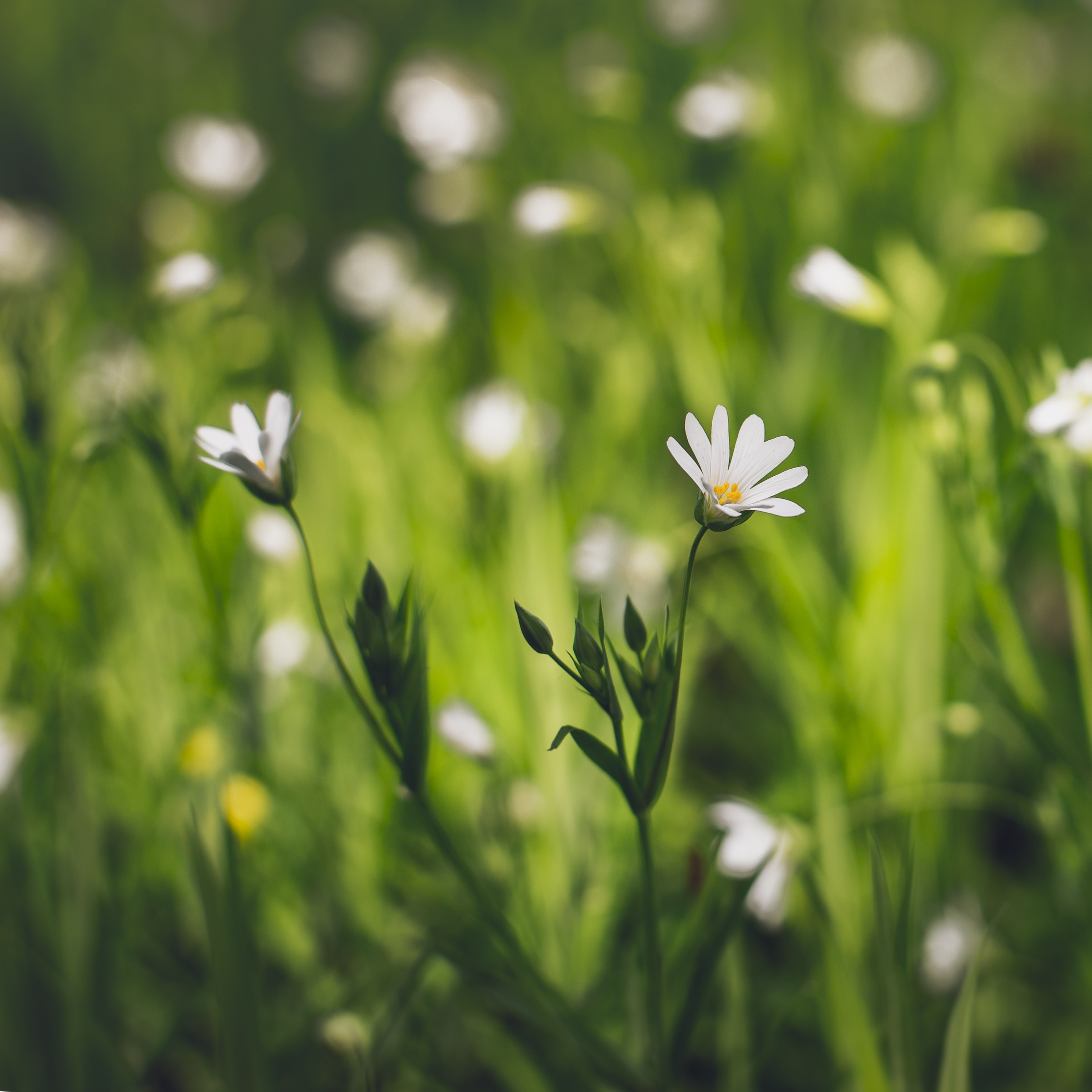 petals, macro, flowering, grass Bloom HD Android Wallpapers
