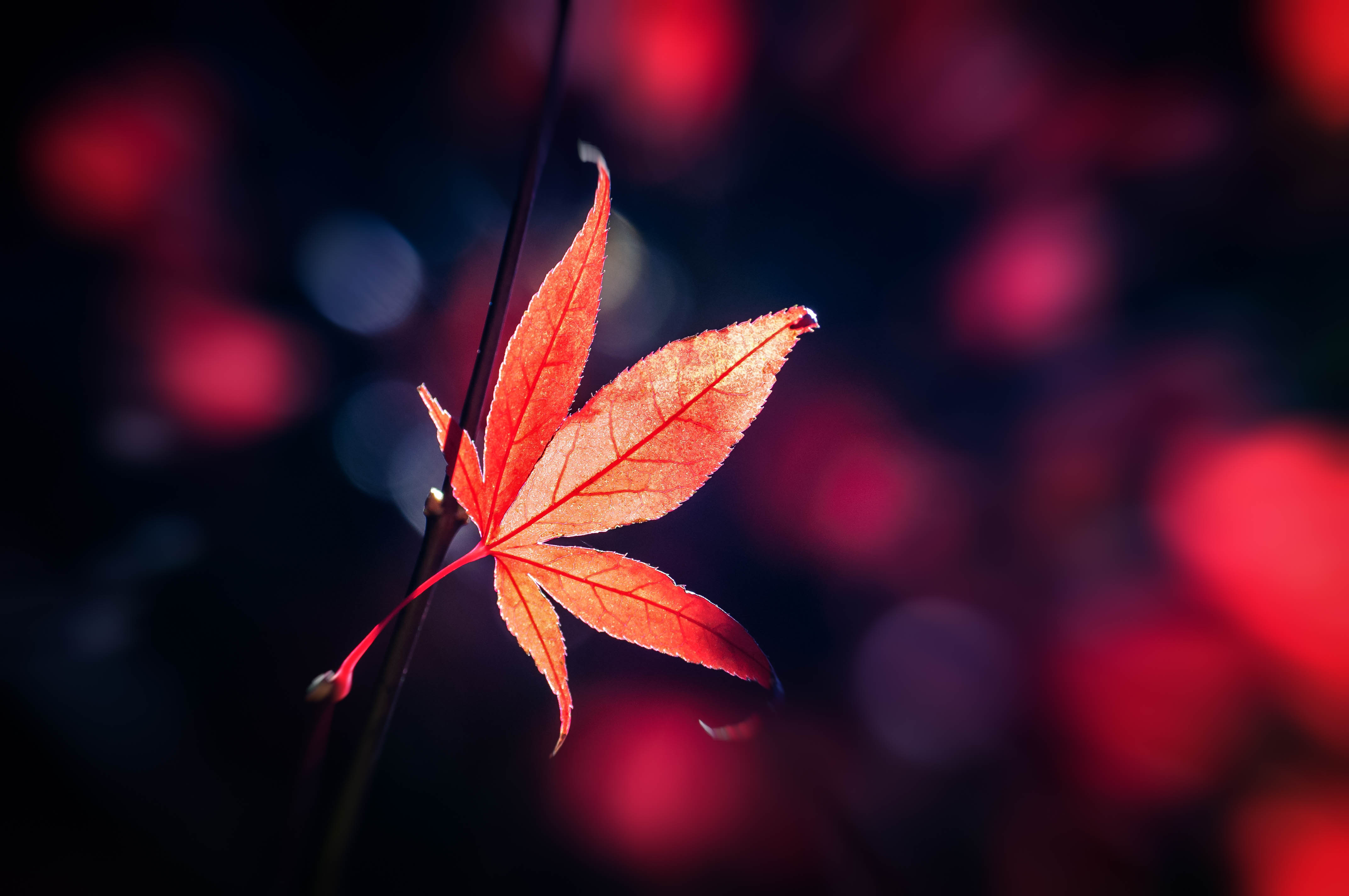 macro, glare, red, blur, smooth, sheet, leaf wallpaper for mobile
