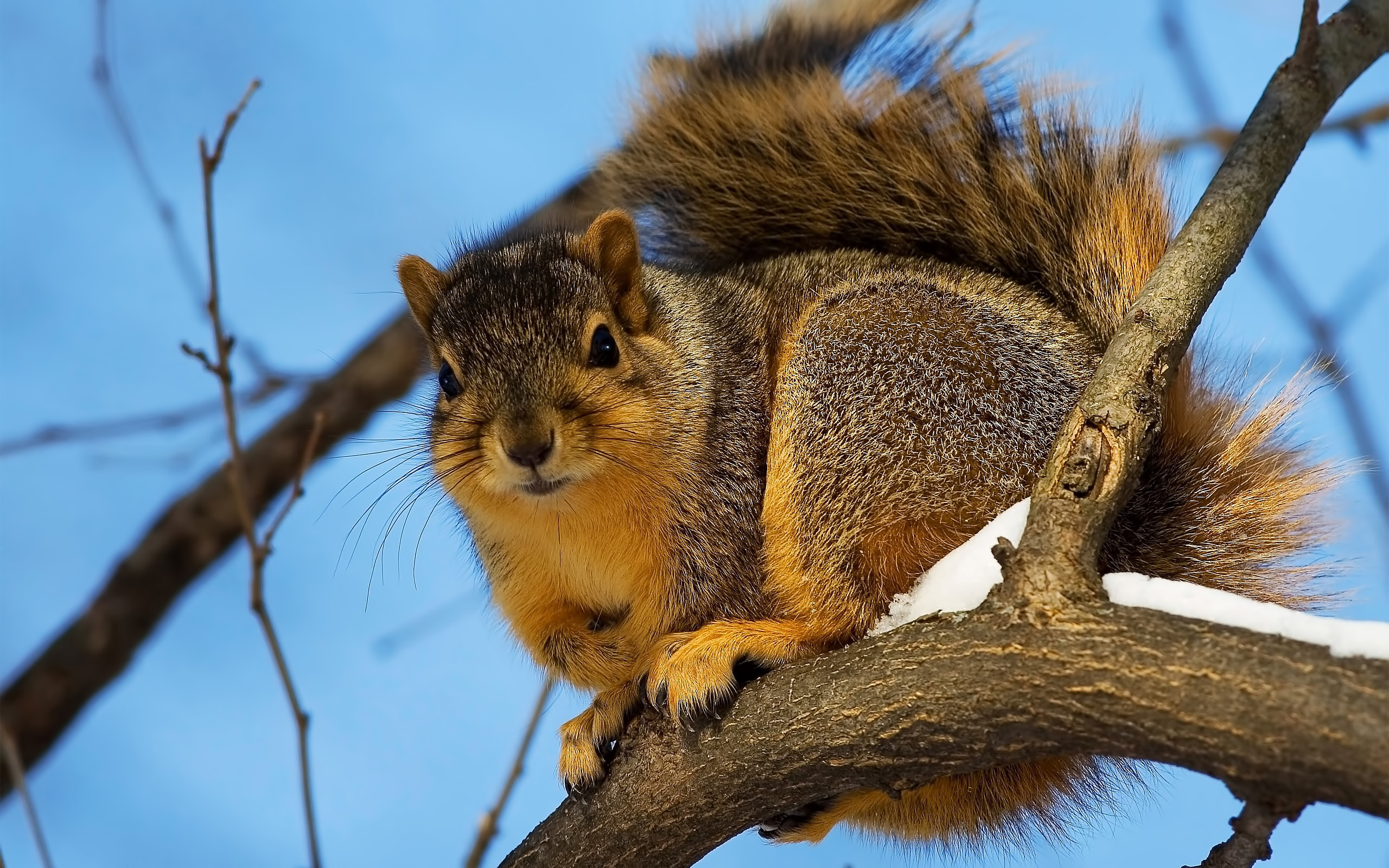 26241 Bild herunterladen eichhörnchen, tiere, orange - Hintergrundbilder und Bildschirmschoner kostenlos