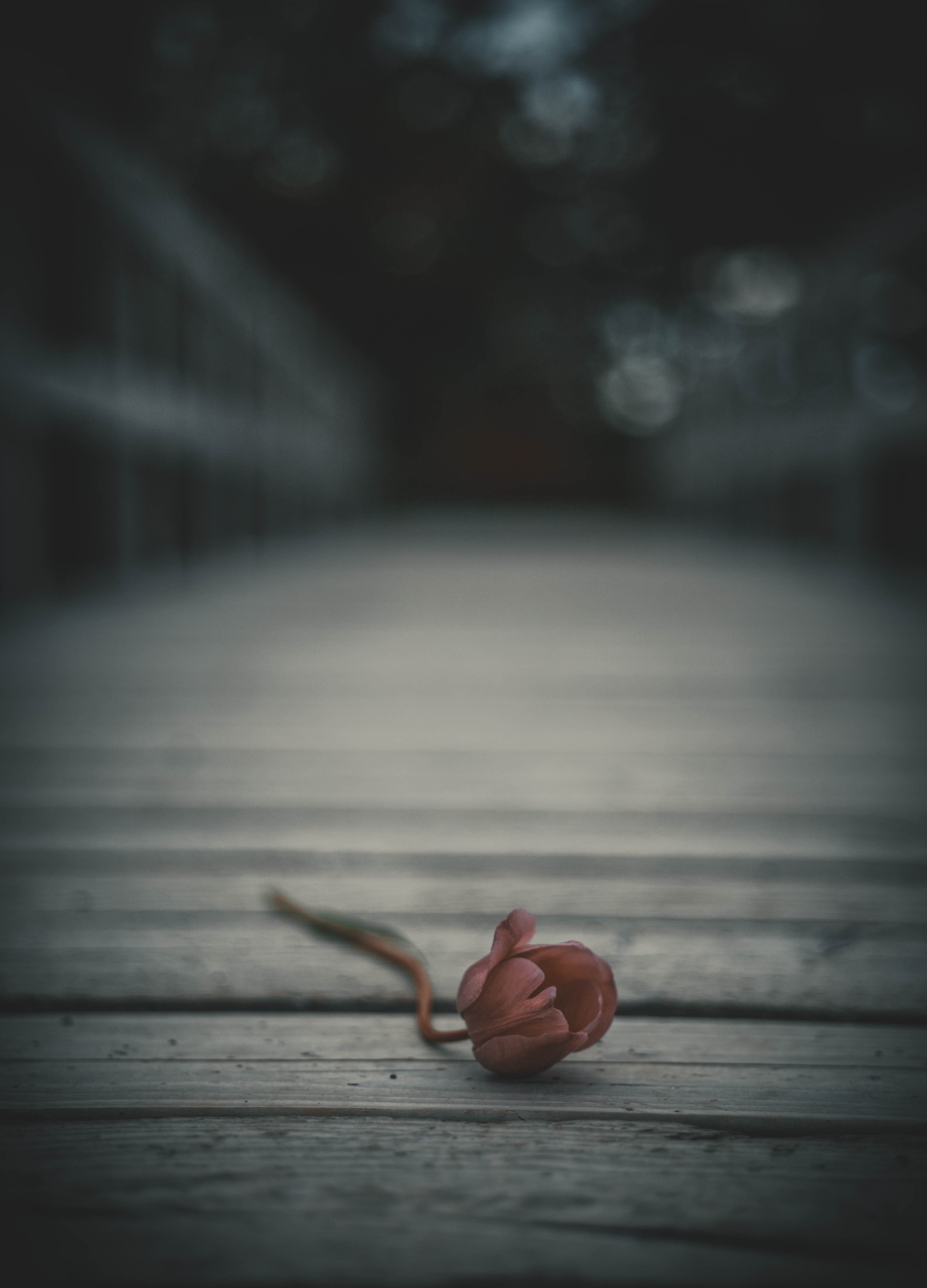 lonely, flowers, flower, bud, blur, smooth, alone, tulip Full HD