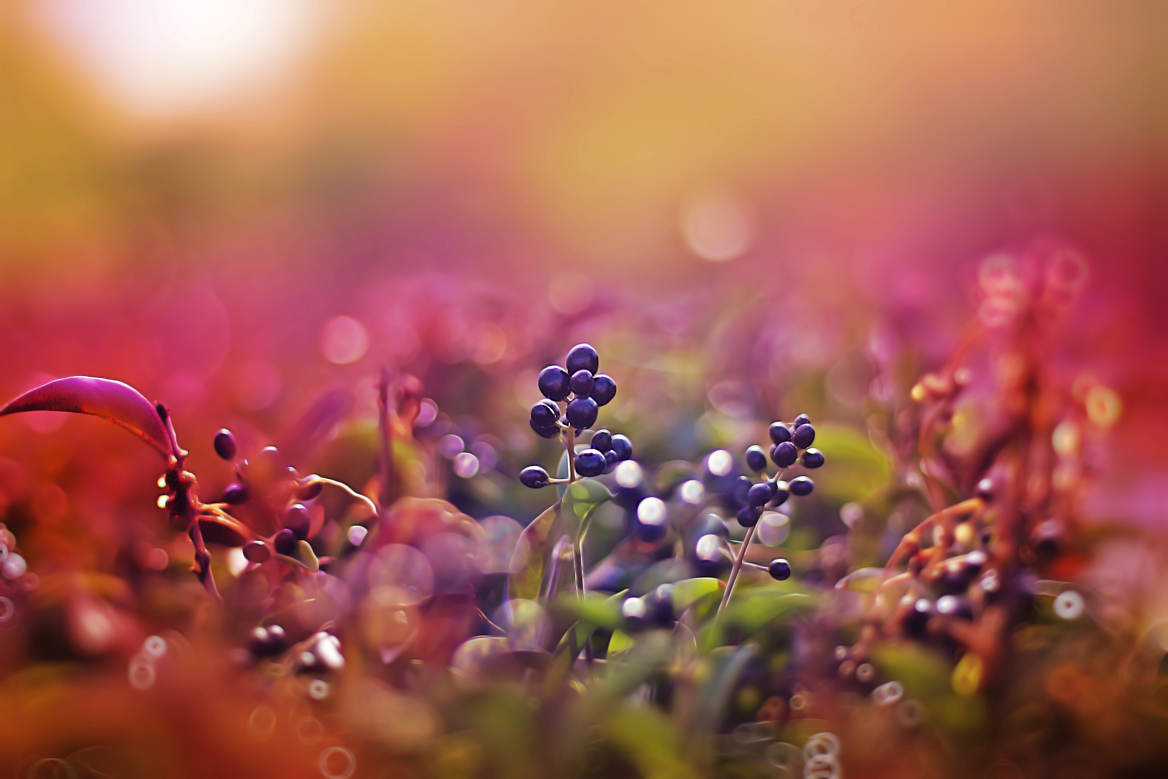 Berries HD download for free