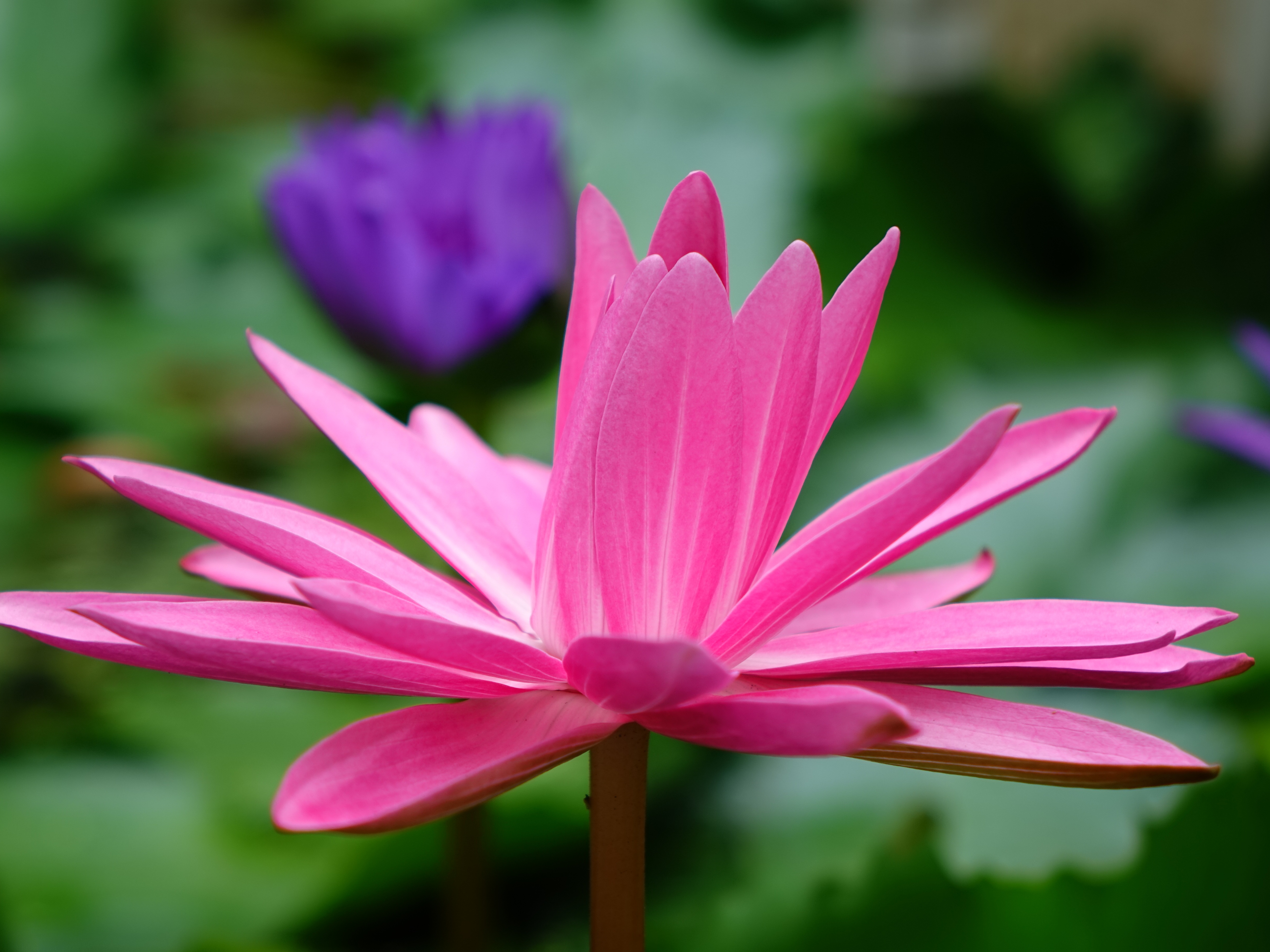 69473 Hintergrundbilder und Lotus Bilder auf dem Desktop. Laden Sie blumen, rosa, lotus, blume, blütenblätter Bildschirmschoner kostenlos auf den PC herunter