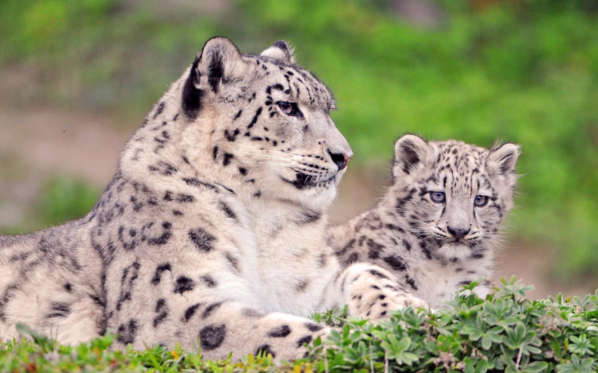 75481 Hintergrundbild herunterladen schneeleopard, tiere, gefleckt, fleckig, farbe, große katzen, big cats, raubtiere - Bildschirmschoner und Bilder kostenlos