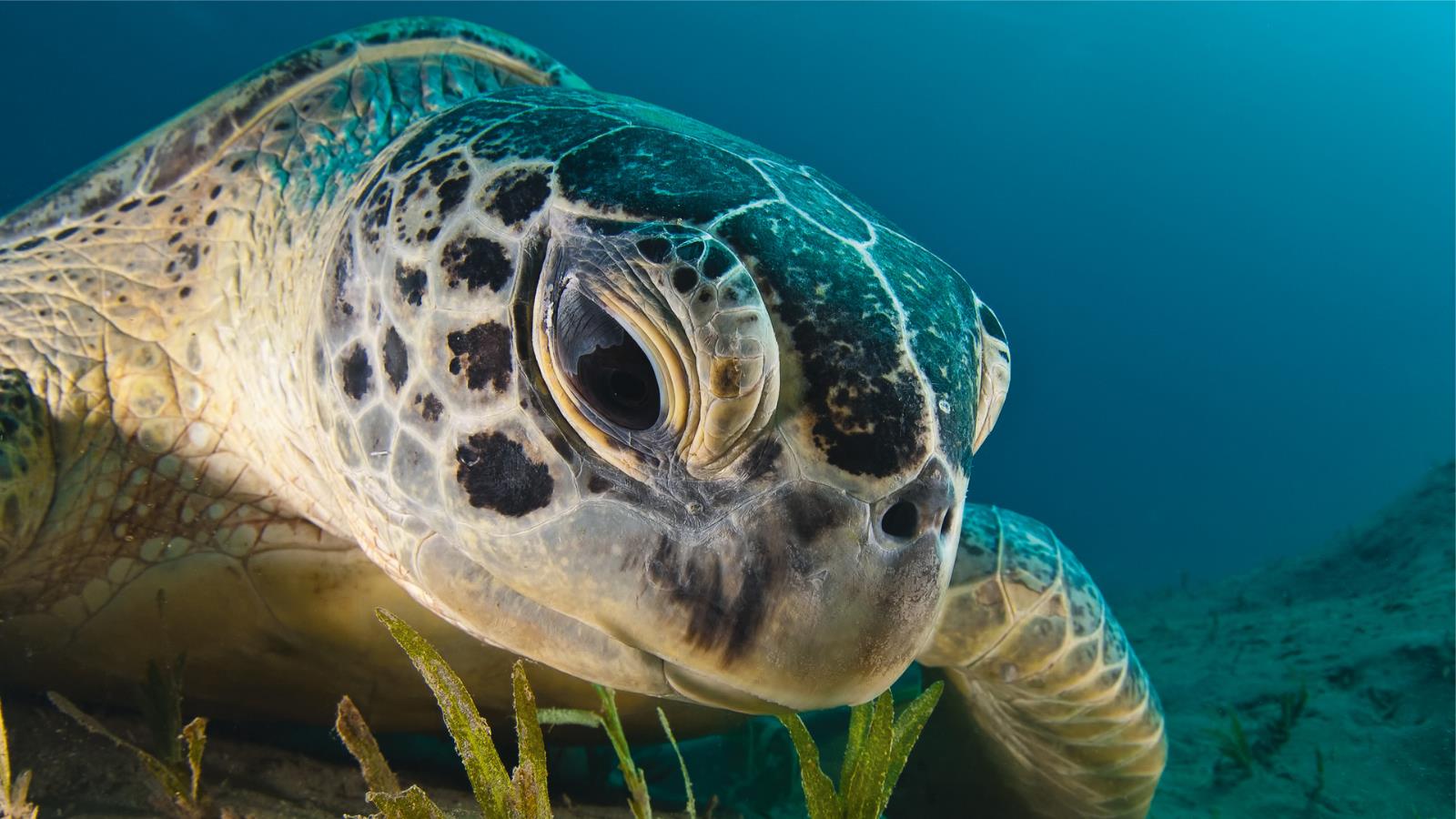 animal, sea turtle