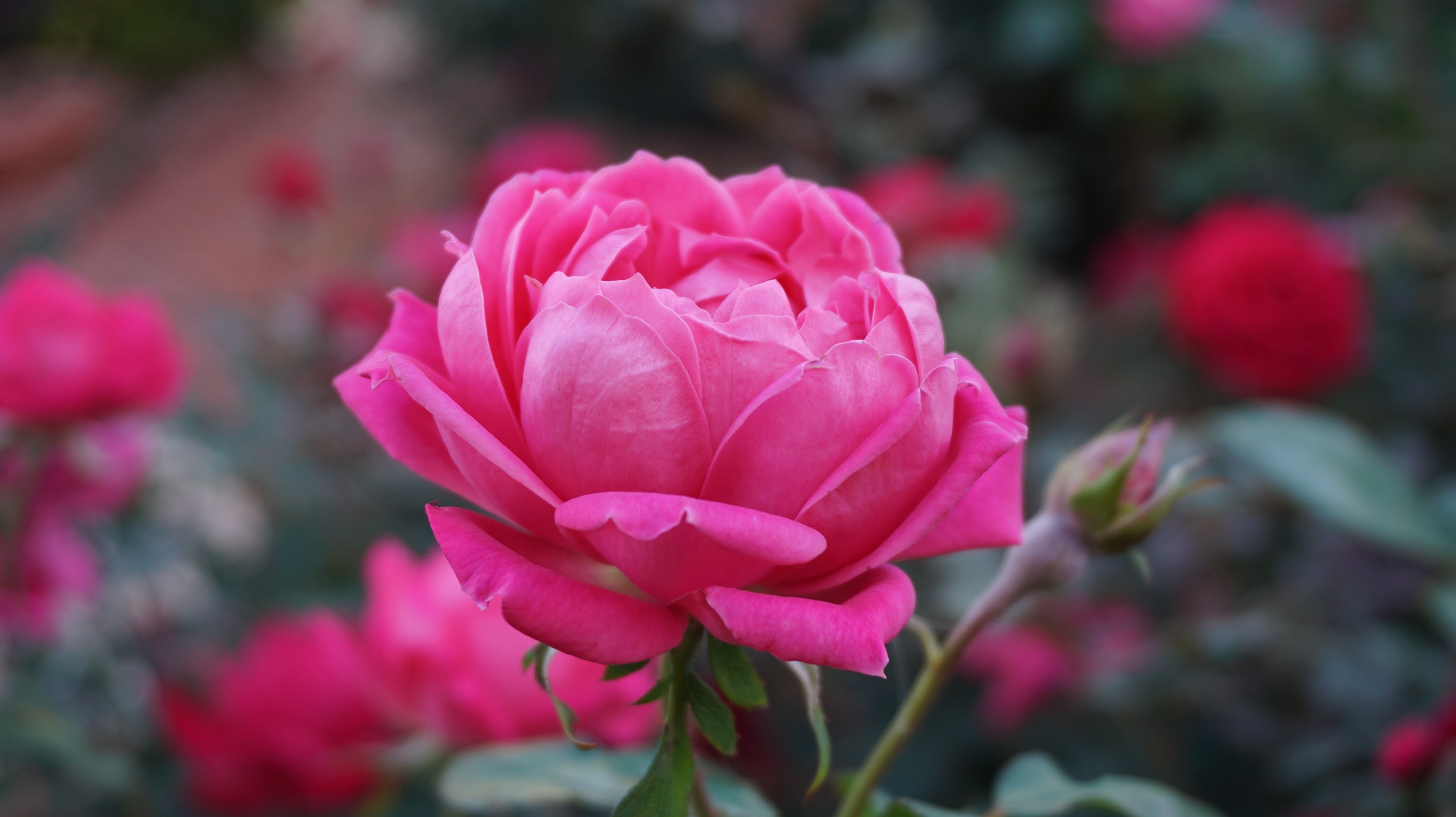 115414 Salvapantallas y fondos de pantalla Flor Rosa en tu teléfono. Descarga imágenes de pétalos, flor, rosado, flores gratis