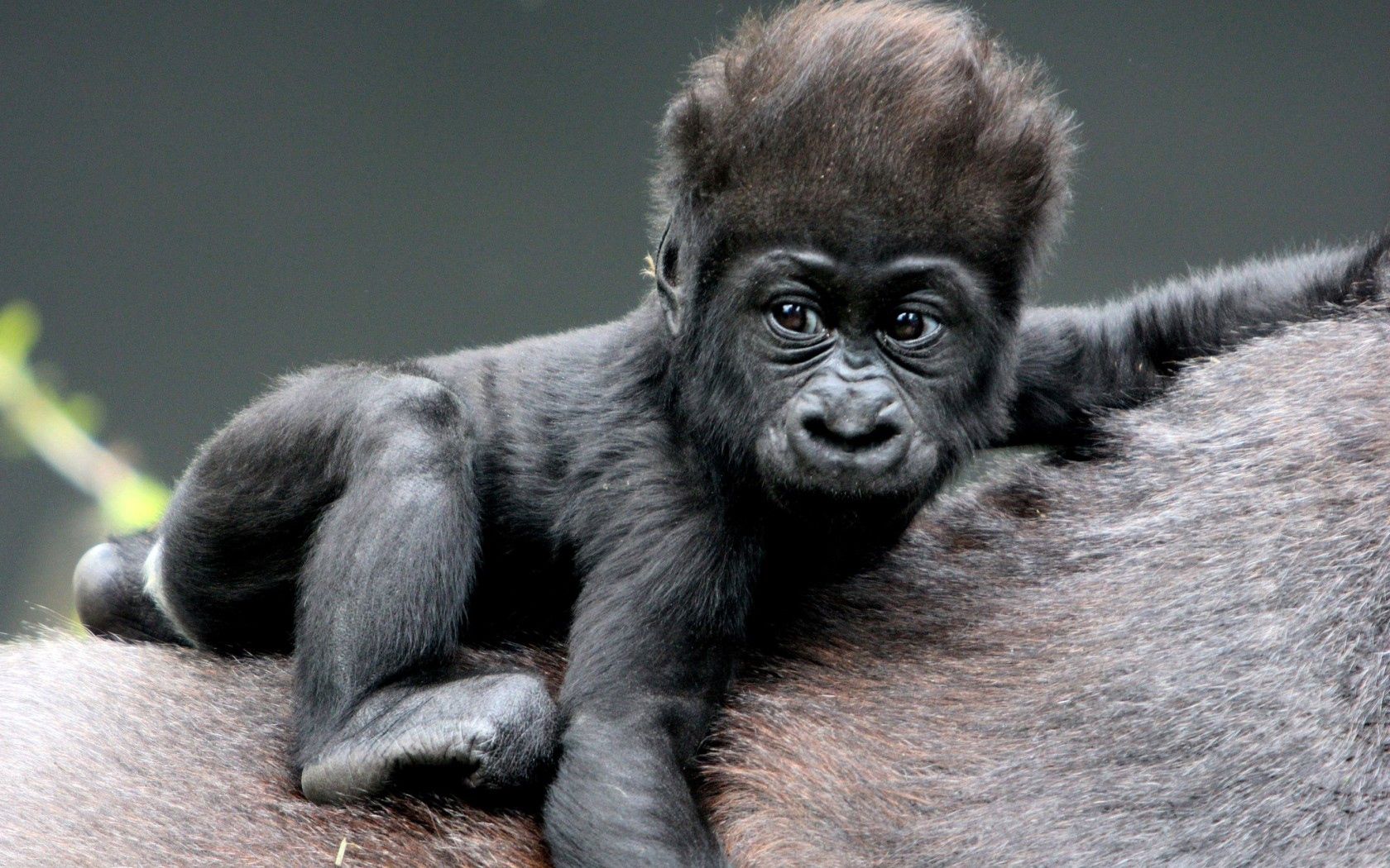 58613 Bild herunterladen tiere, gorilla, affe, ein affe, tot, kind, wolle - Hintergrundbilder und Bildschirmschoner kostenlos