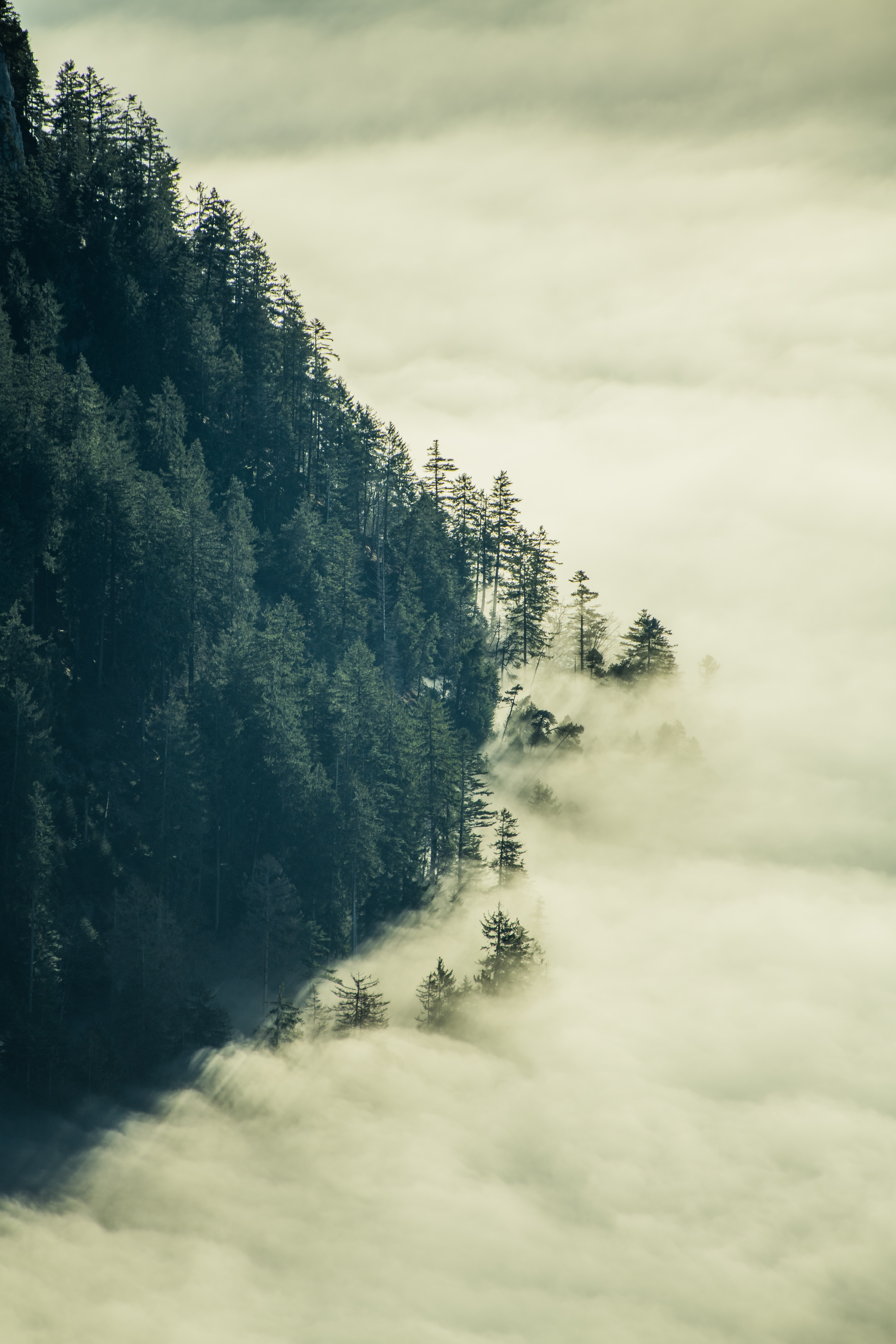 Handy-Wallpaper Bäume, Natur, Clouds, Wald, Nebel kostenlos herunterladen.