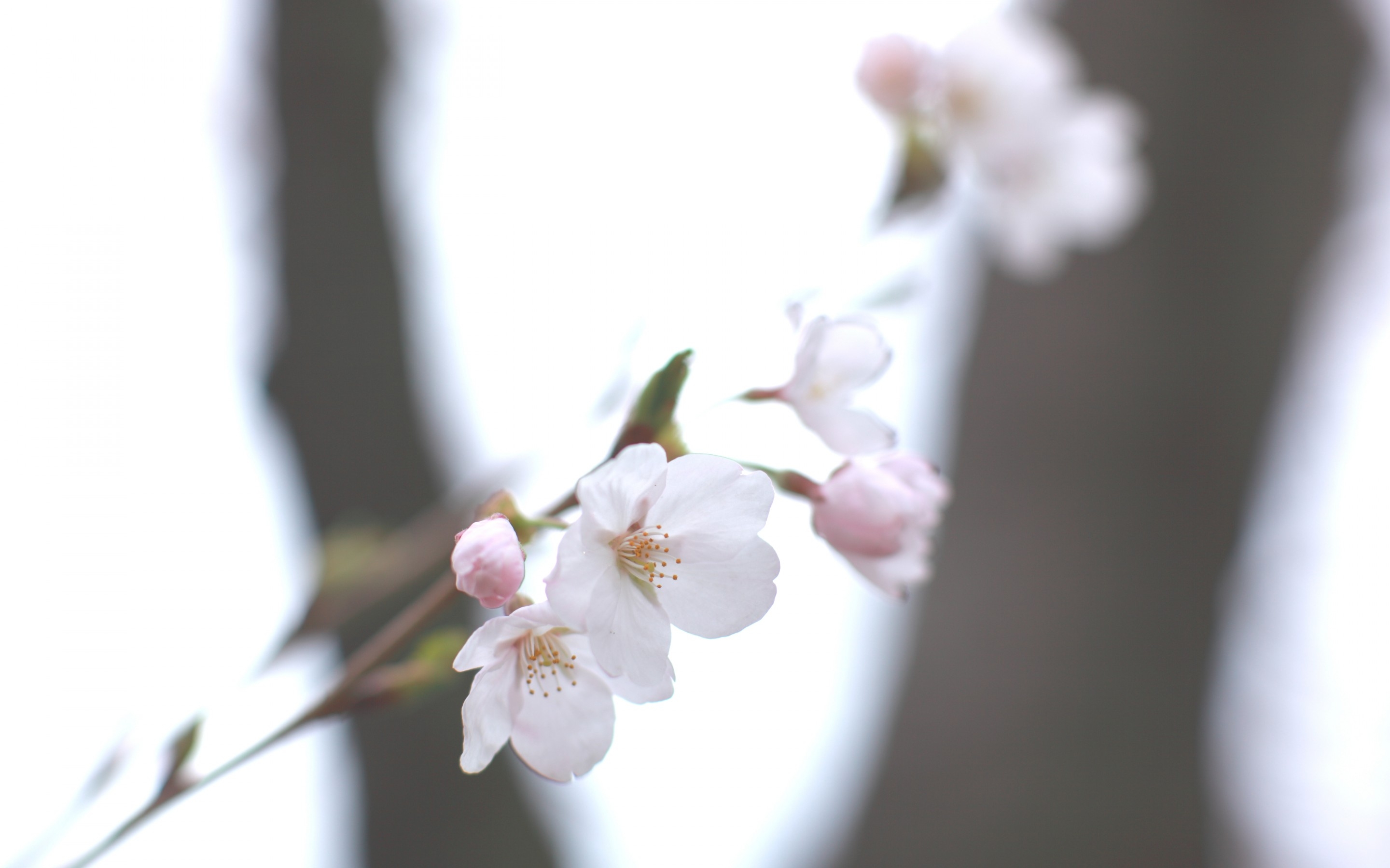 white, spring, sky, cherry, sakura, macro, shine, light, blur, smooth, twig, sprig Smartphone Background