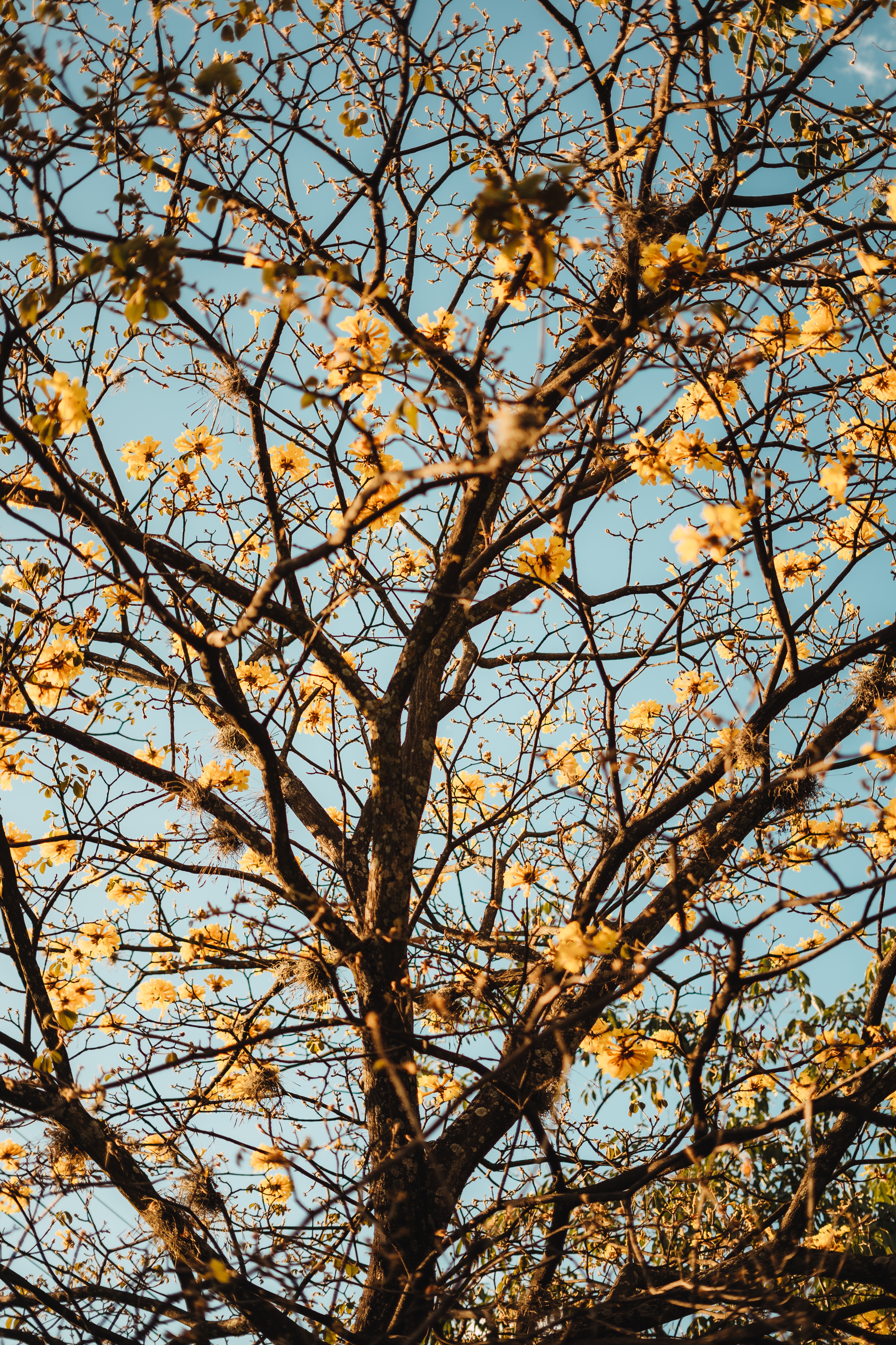 お使いの携帯電話の155826スクリーンセーバーと壁紙開花。 木, 咲く, 自然, フラワーズの写真を無料でダウンロード