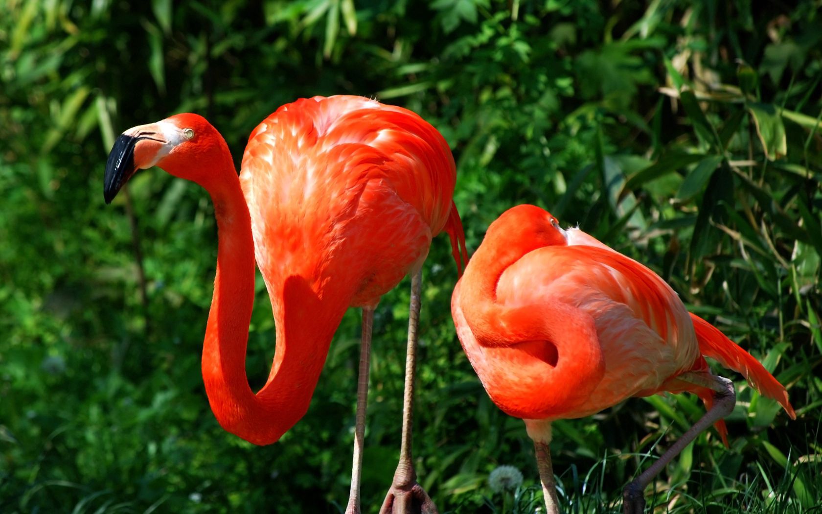127399 Bild herunterladen flamingo, tiere, vögel, grass, feder, paar, farbe - Hintergrundbilder und Bildschirmschoner kostenlos