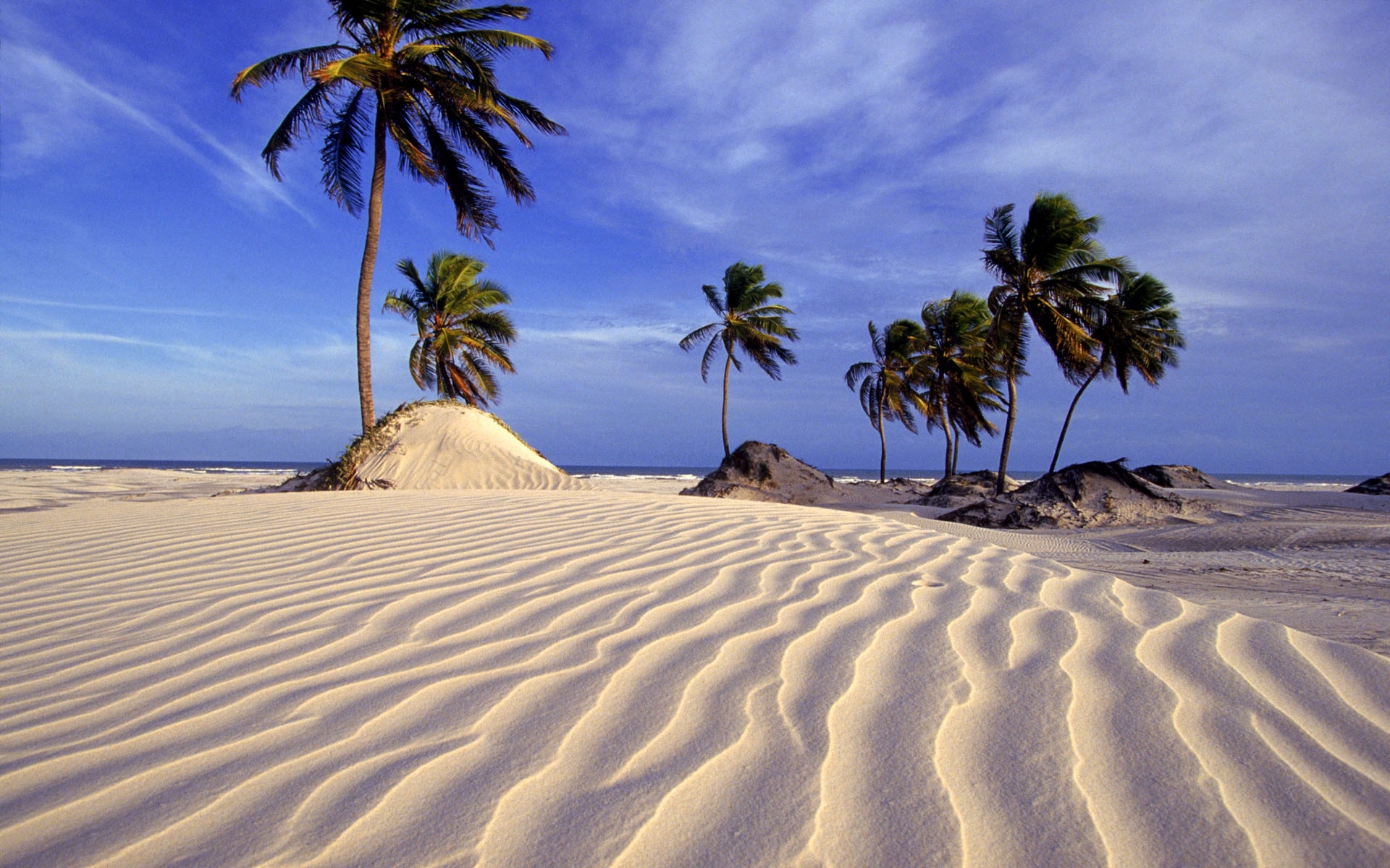iPhone background landscape, palms