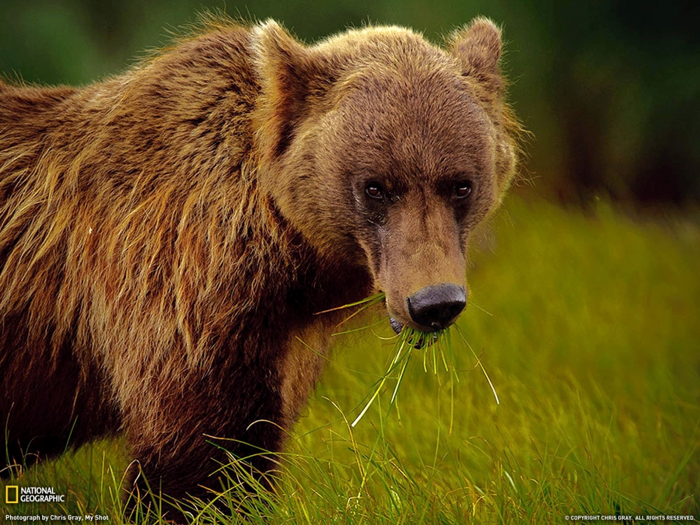 28539 Bild herunterladen tiere, bären - Hintergrundbilder und Bildschirmschoner kostenlos