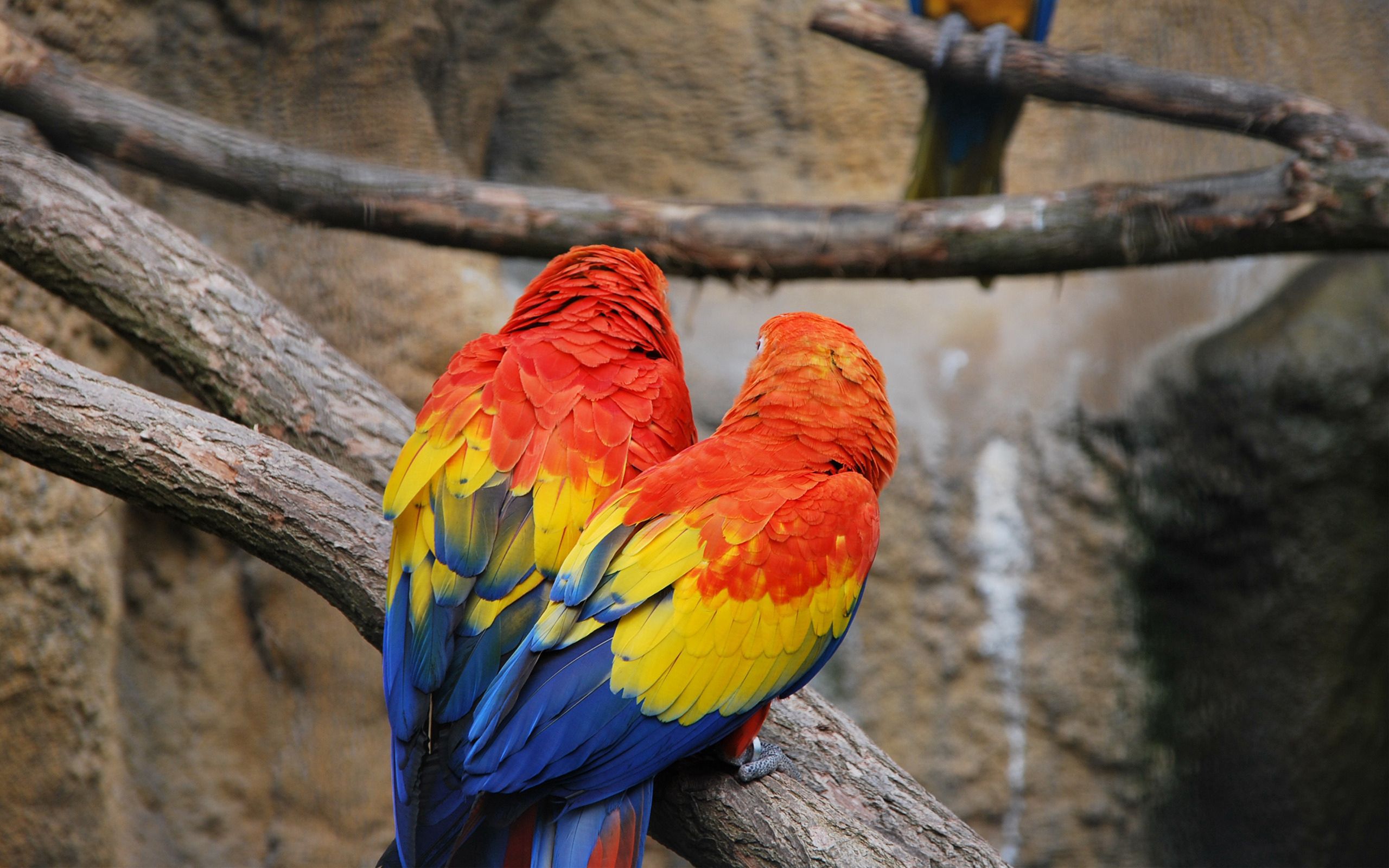 77688 download wallpaper animals, parrots, feather, couple, pair, color screensavers and pictures for free