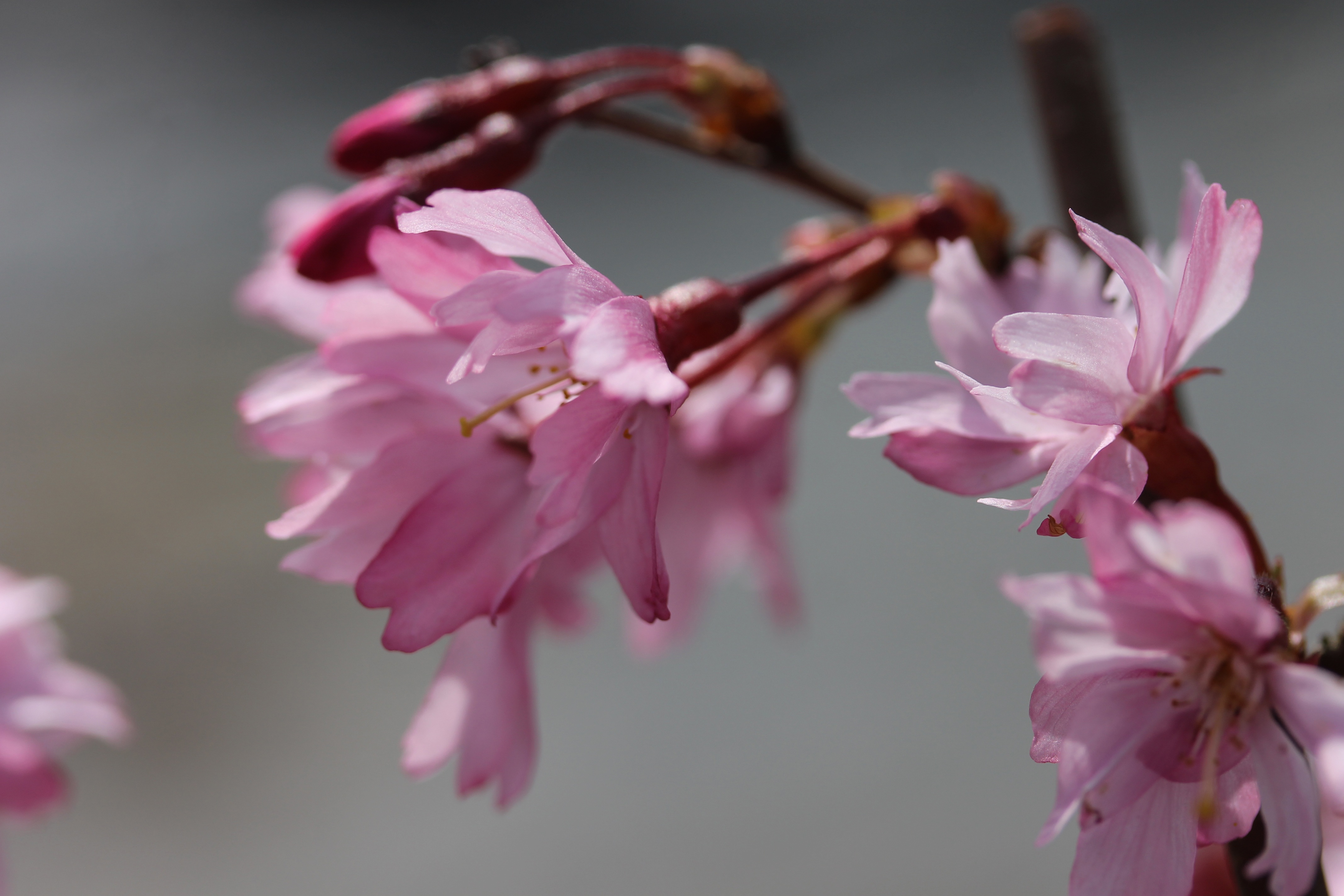 57085 Protetores de tela e papéis de parede Sakura em seu telefone. Baixe flores, sakura, florescer, floração, galho, ramo fotos gratuitamente