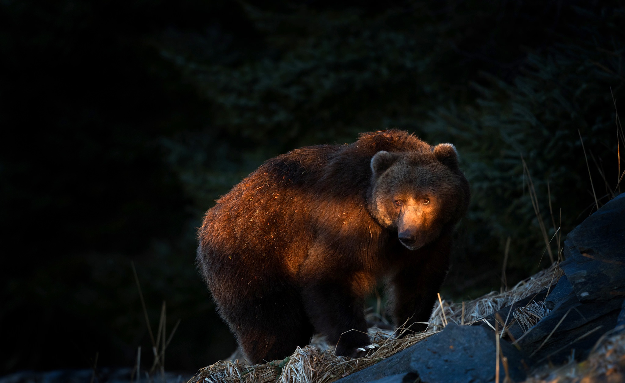 Медведь ночью в лесу