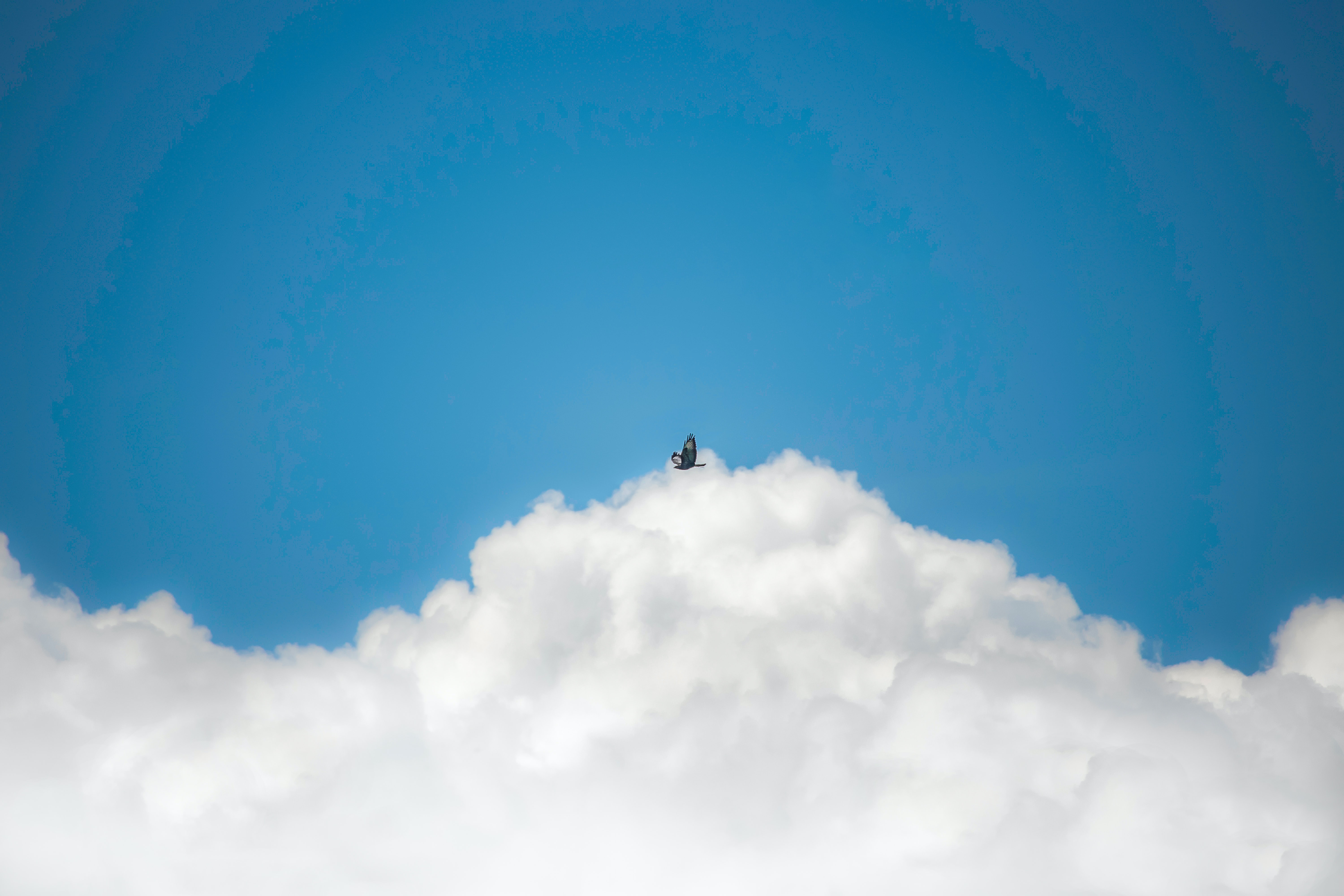 101357 скачать обои природа, небо, облака, птица, полет - заставки и картинки бесплатно
