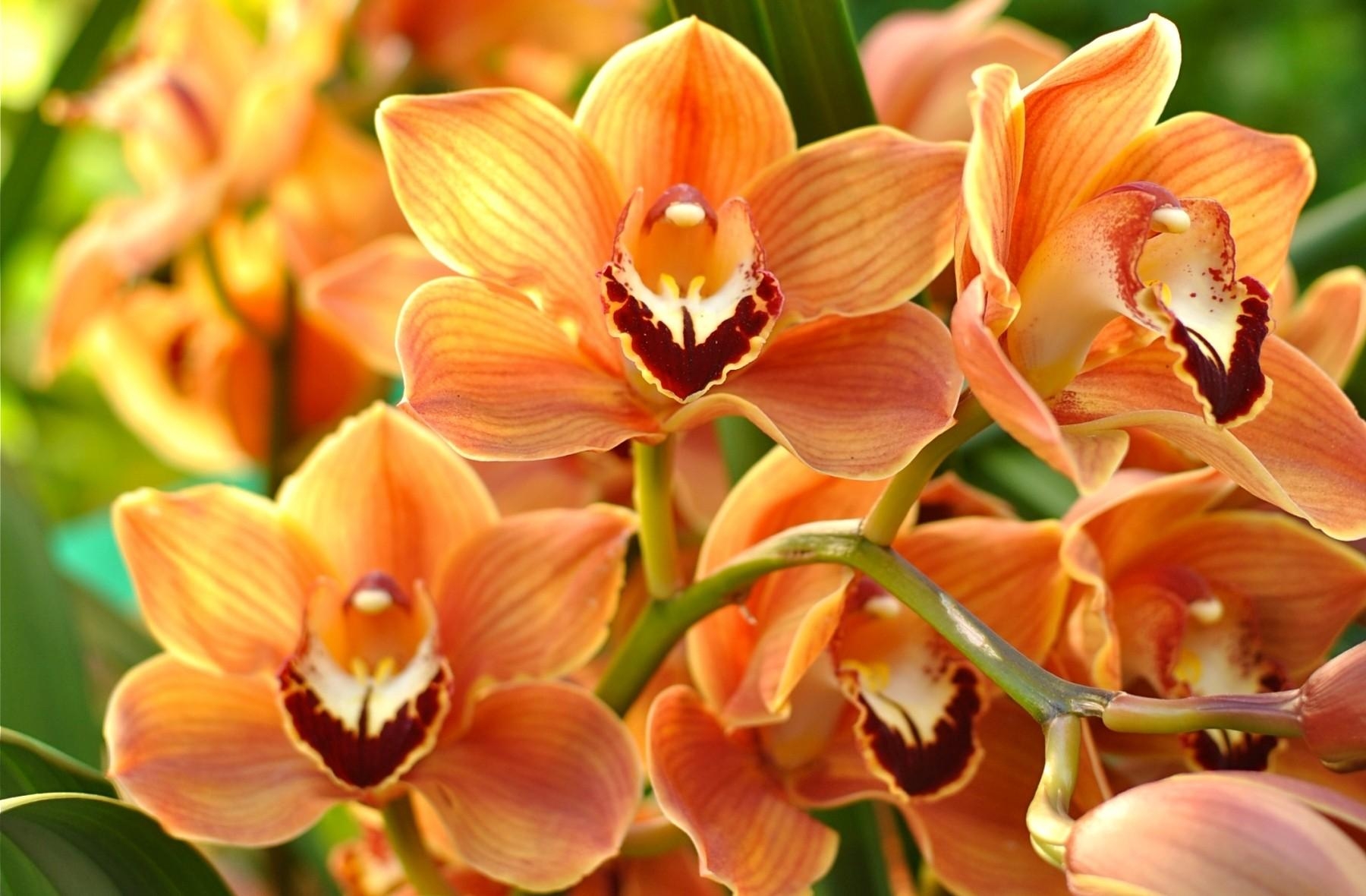 84376 télécharger le fond d'écran orchidée, fleurs, orange, brillant, branche, exotique, exotiques - économiseurs d'écran et images gratuitement