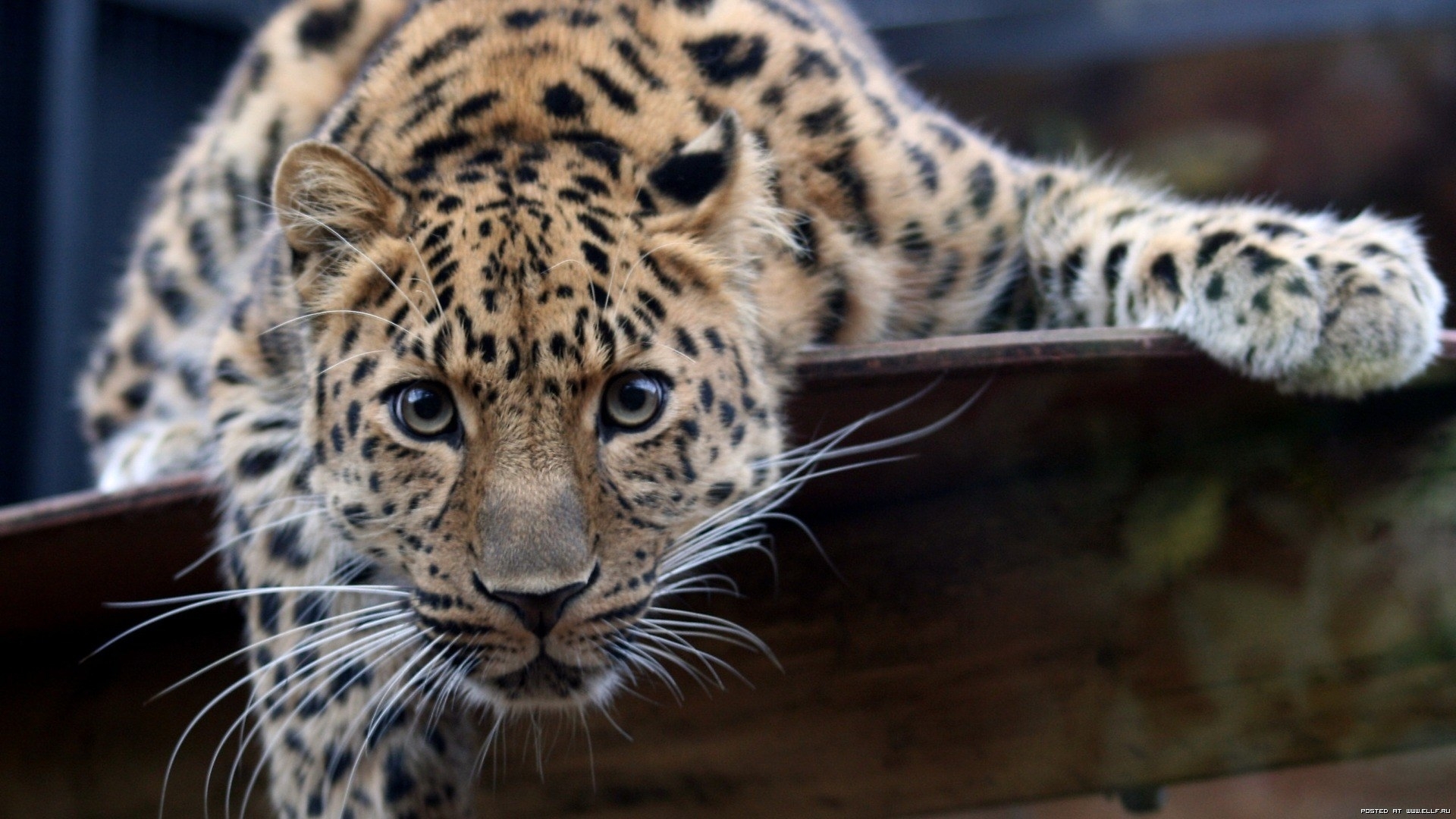 43451 Salvapantallas y fondos de pantalla Leopardos en tu teléfono. Descarga imágenes de animales gratis