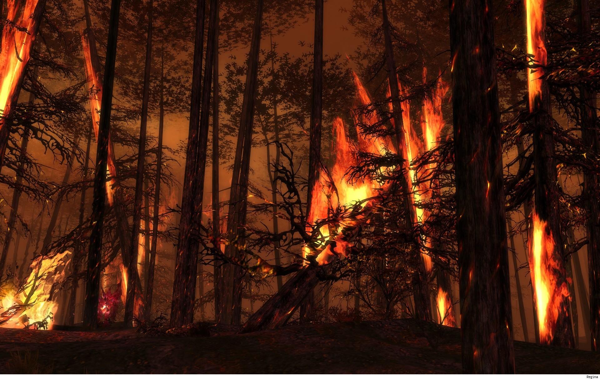 Огонь в лесу прическа
