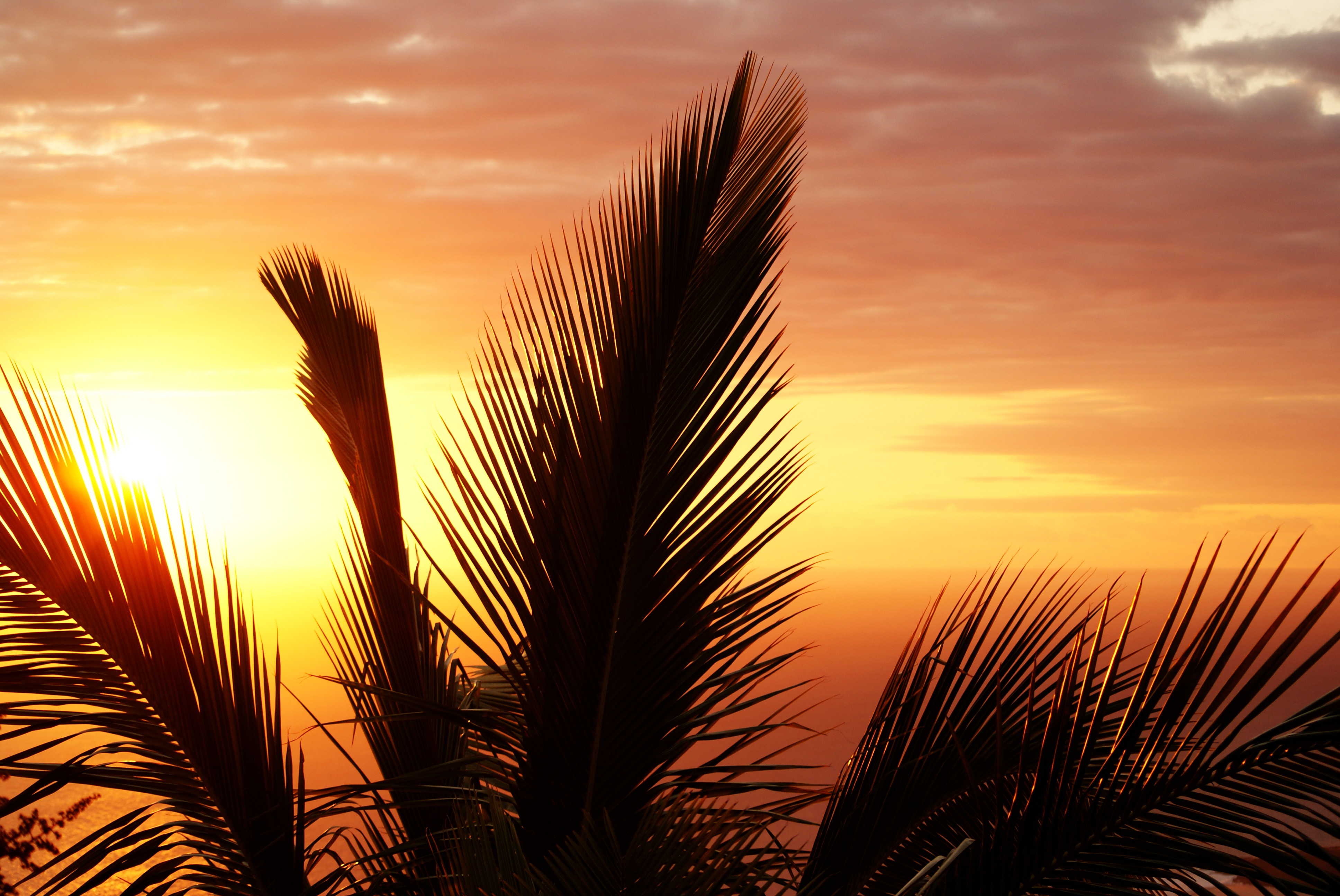 Laden Sie das Natur, Sunset, Palme, Palm, Geäst, Zweige, Gliederung, Umriss-Bild kostenlos auf Ihren PC-Desktop herunter