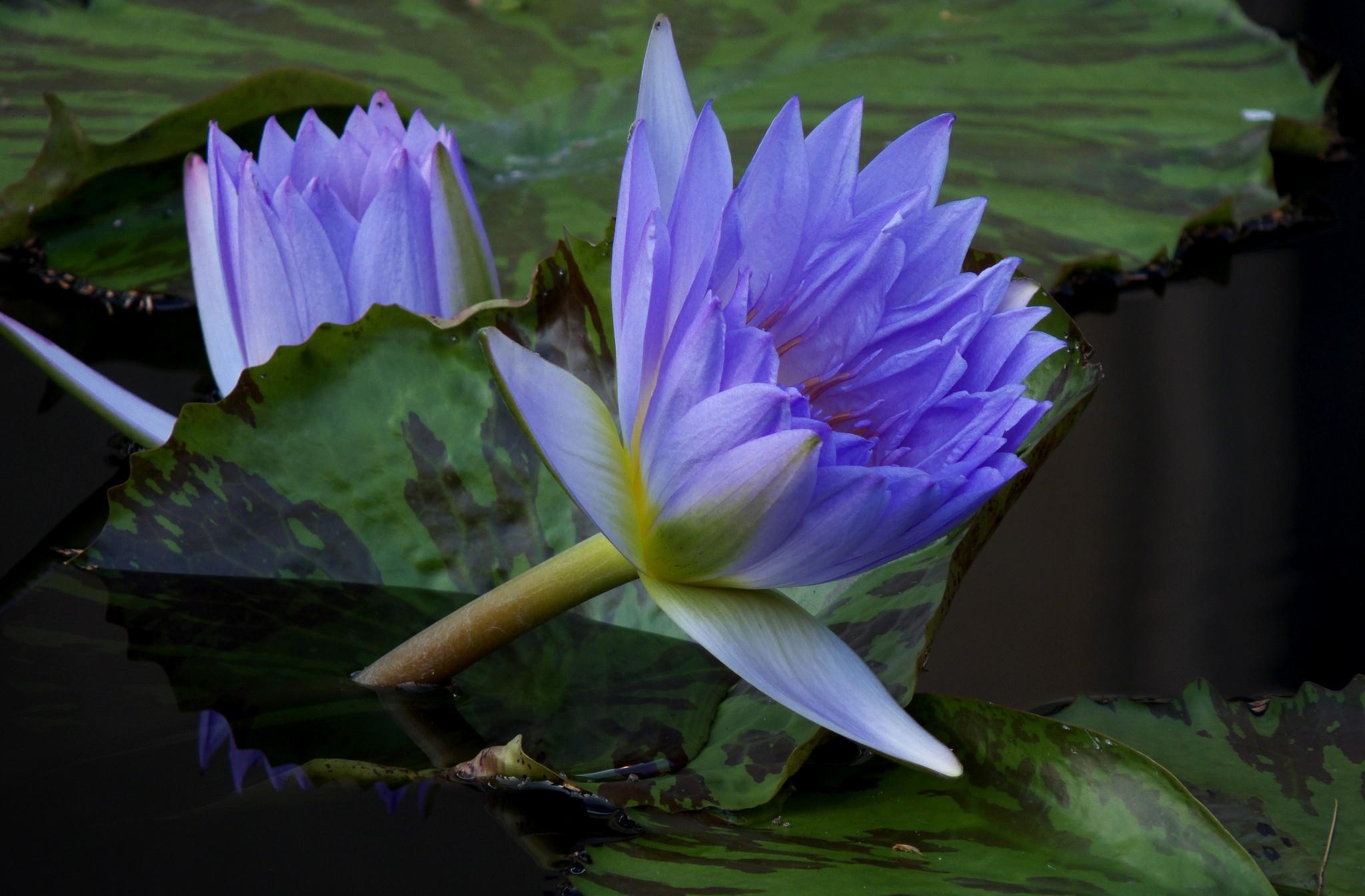 111388 Screensavers and Wallpapers Water Lilies for phone. Download flowers, water, leaves, water lilies, couple, pair pictures for free