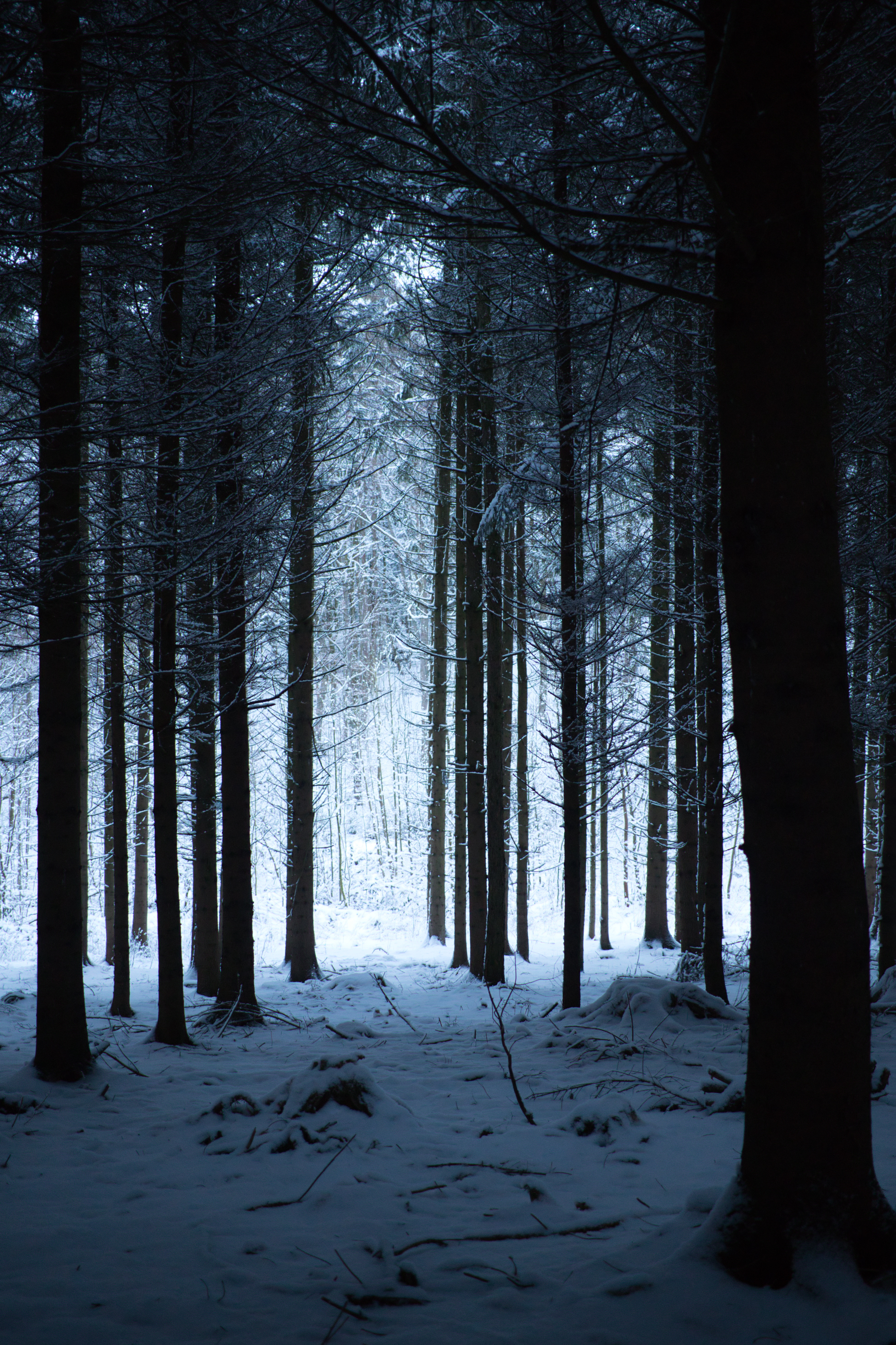 68261 скачать обои деревья, заснеженный, поход, зима, природа, снег, лес - заставки и картинки бесплатно
