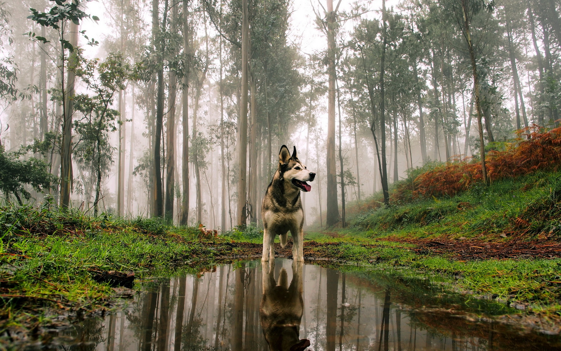344626 скачать обои хаски, собаки, лес, собака, туман, животные, отражение - заставки и картинки бесплатно