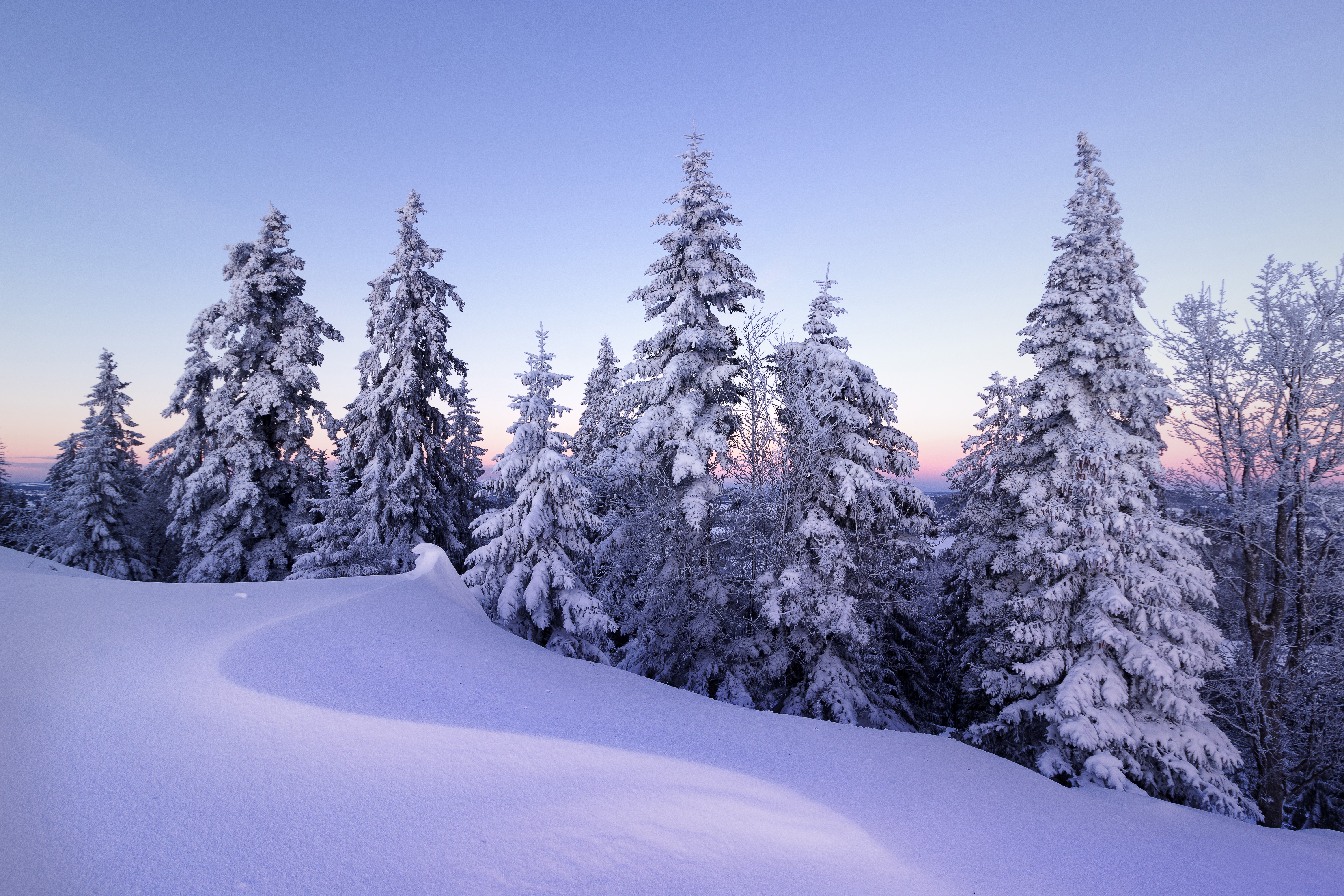 winter, switzerland, spruce, snow, earth
