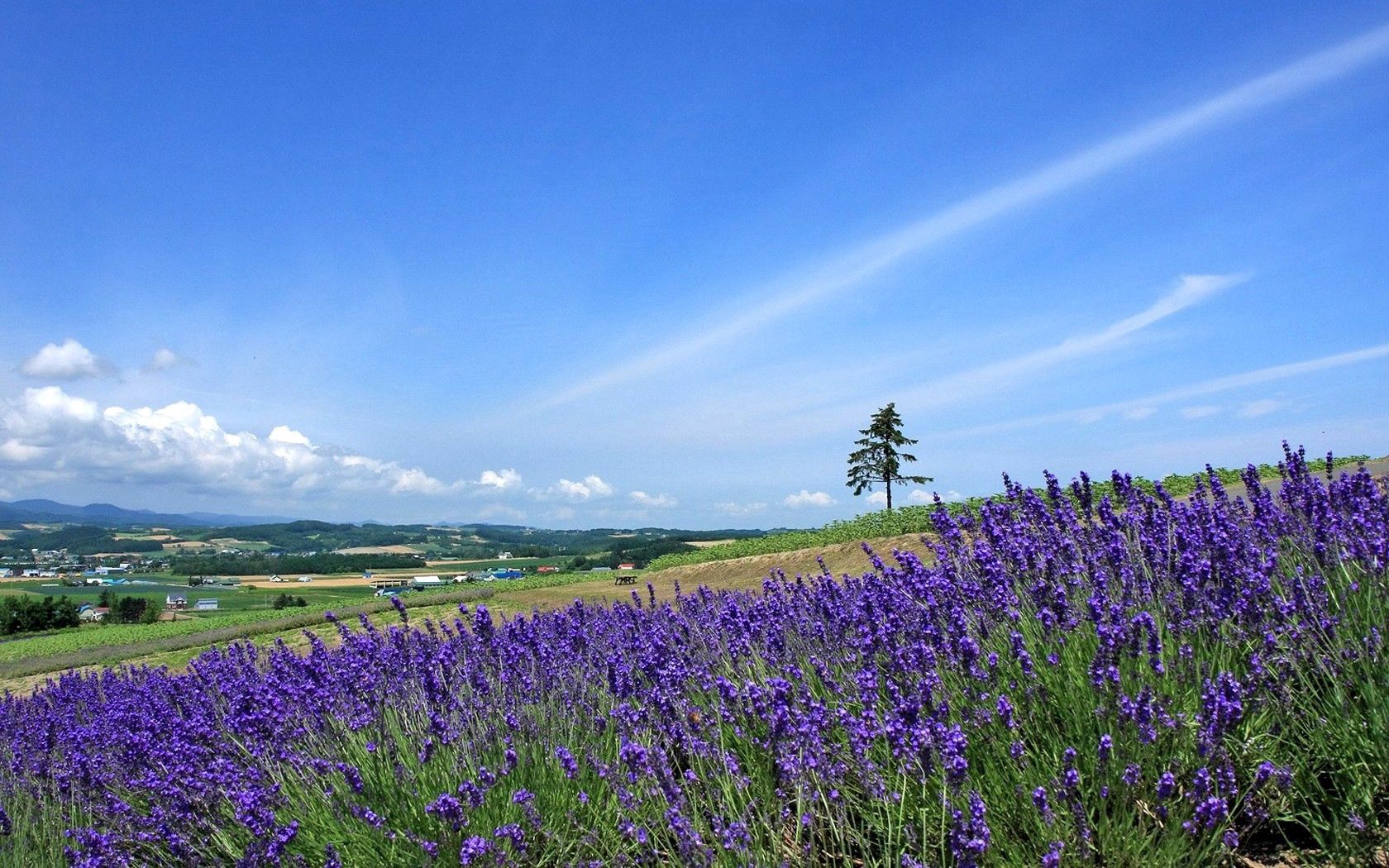 lavender, nature, sky, horizon, wood, tree, field, slope
