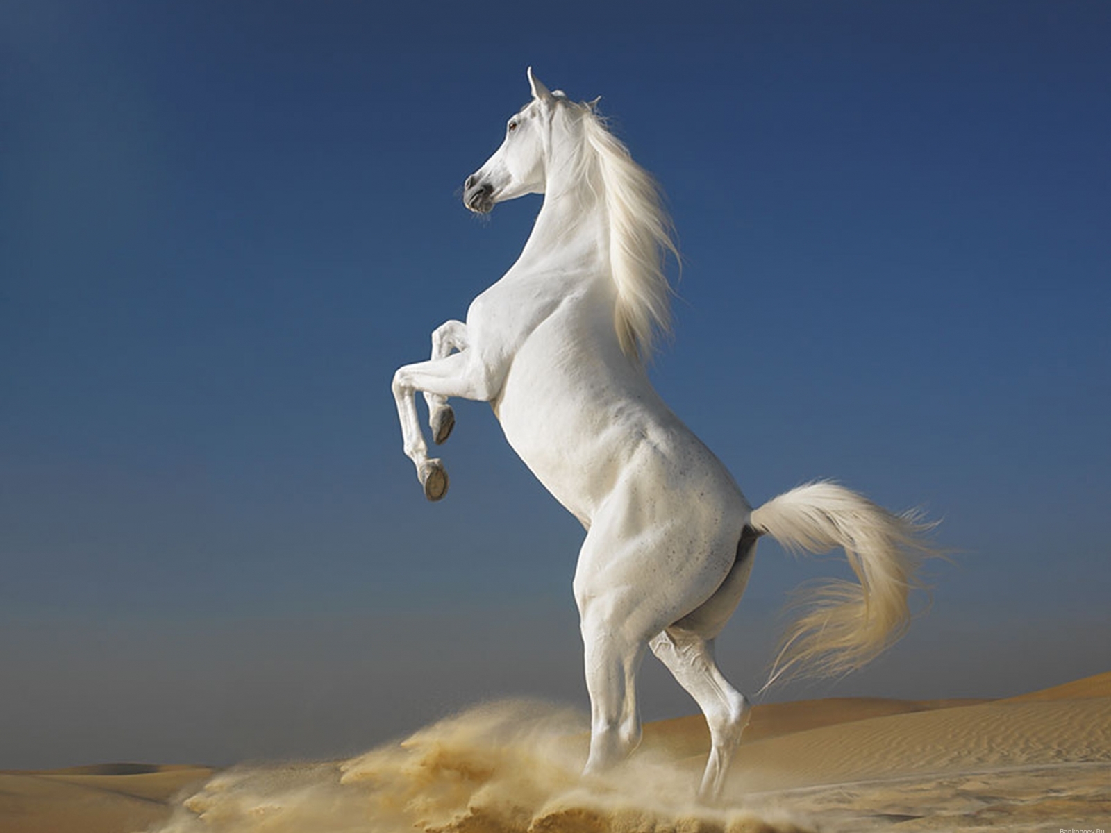 animals, horses download HD wallpaper