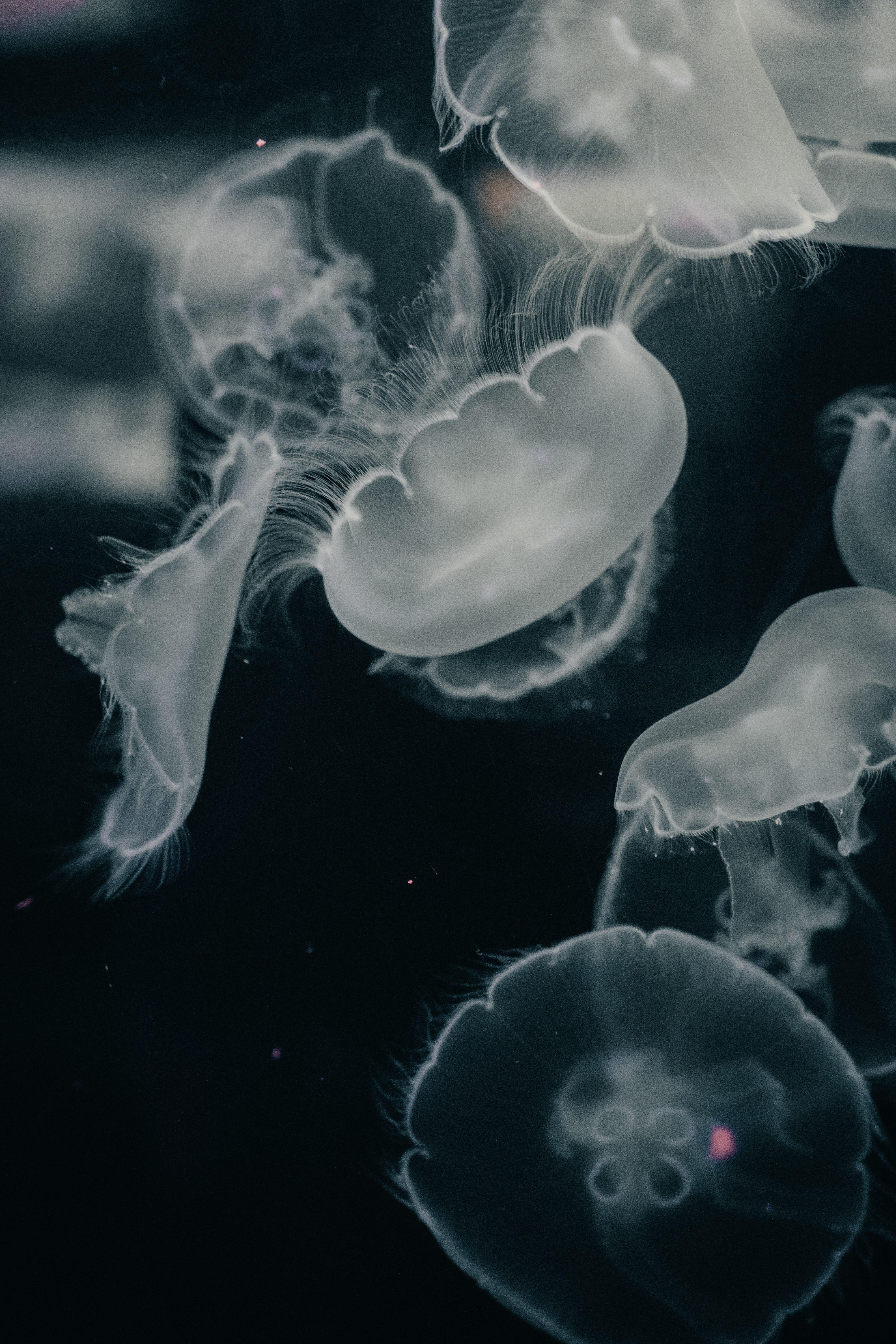 102525 Bildschirmschoner und Hintergrundbilder Jellyfish auf Ihrem Telefon. Laden Sie tiere, wasser, jellyfish, grau, kreaturen, unter dem wasser, unterwasser Bilder kostenlos herunter