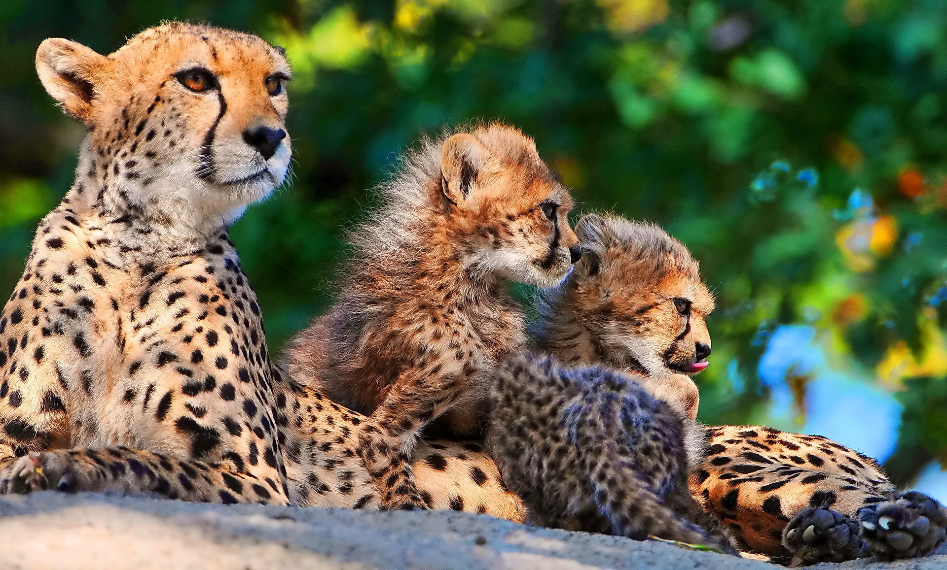 Mobile wallpaper animals, cheetah, predators, sit, young, spotted, cubs, big cats
