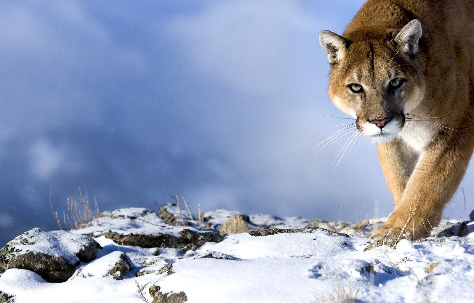 Laden Sie das Tiere, Winter, Puma-Bild kostenlos auf Ihren PC-Desktop herunter