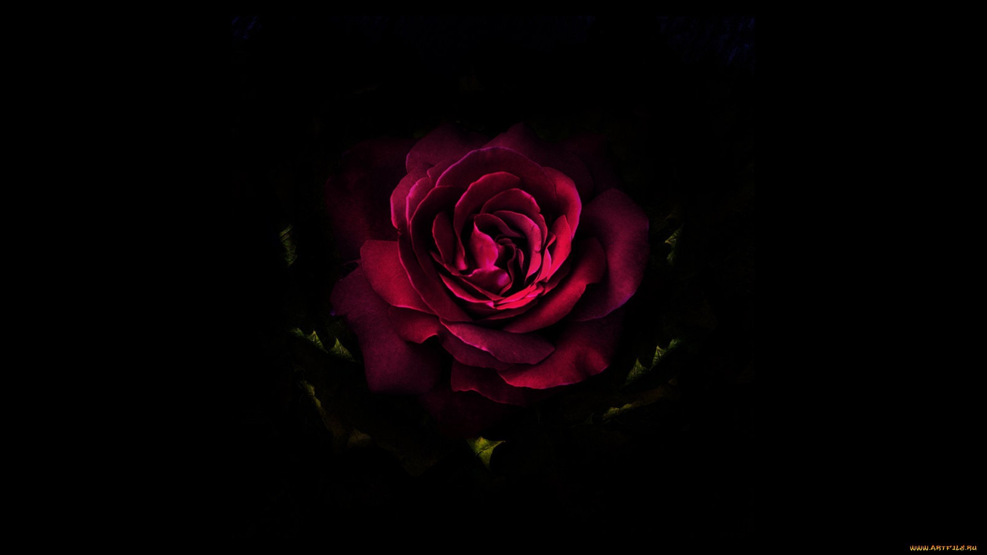 15139 Hintergrundbild herunterladen roses, schwarz, blumen, pflanzen - Bildschirmschoner und Bilder kostenlos