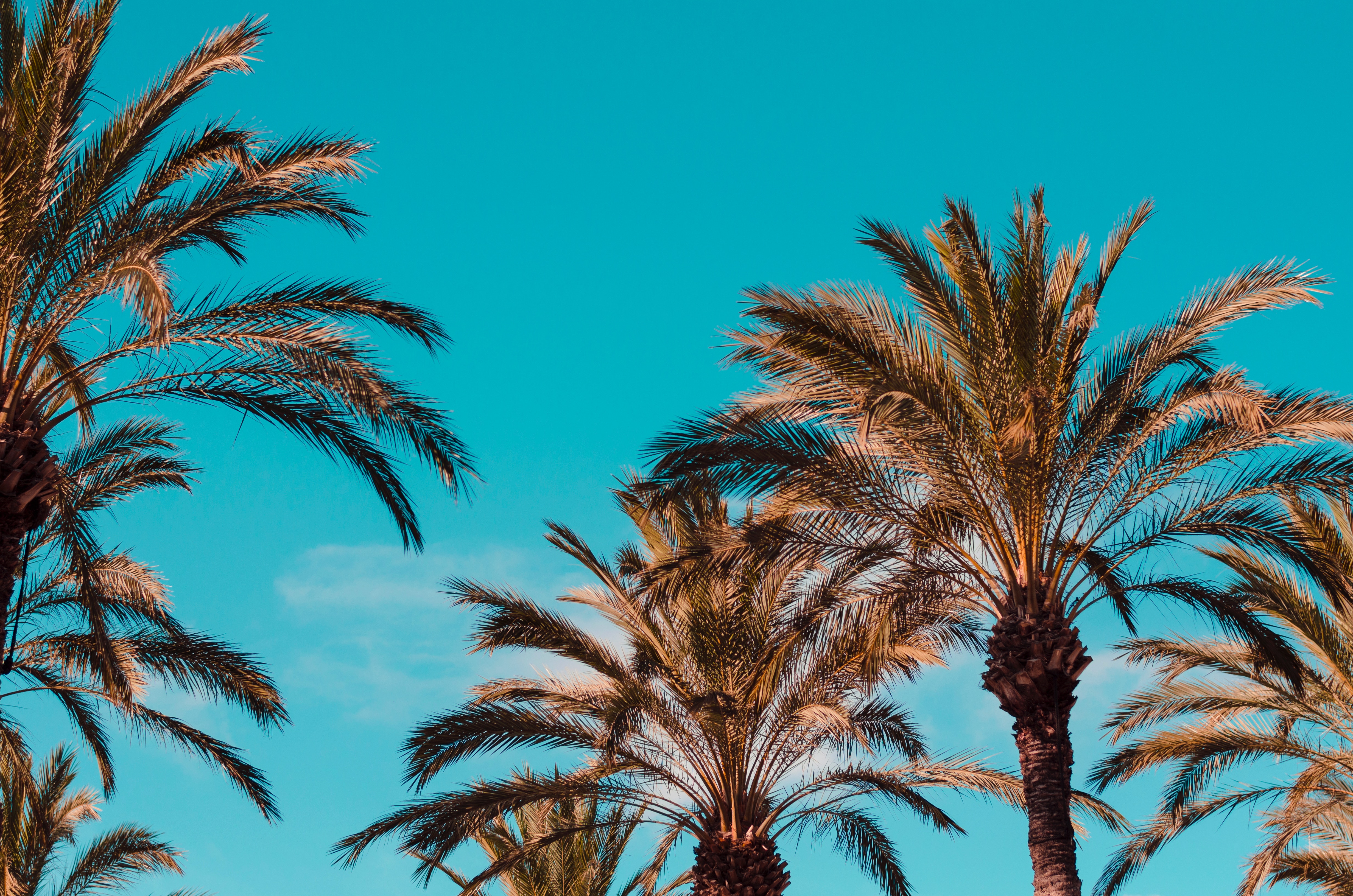 Laden Sie das Italien, Natur, Palms, Genua-Bild kostenlos auf Ihren PC-Desktop herunter