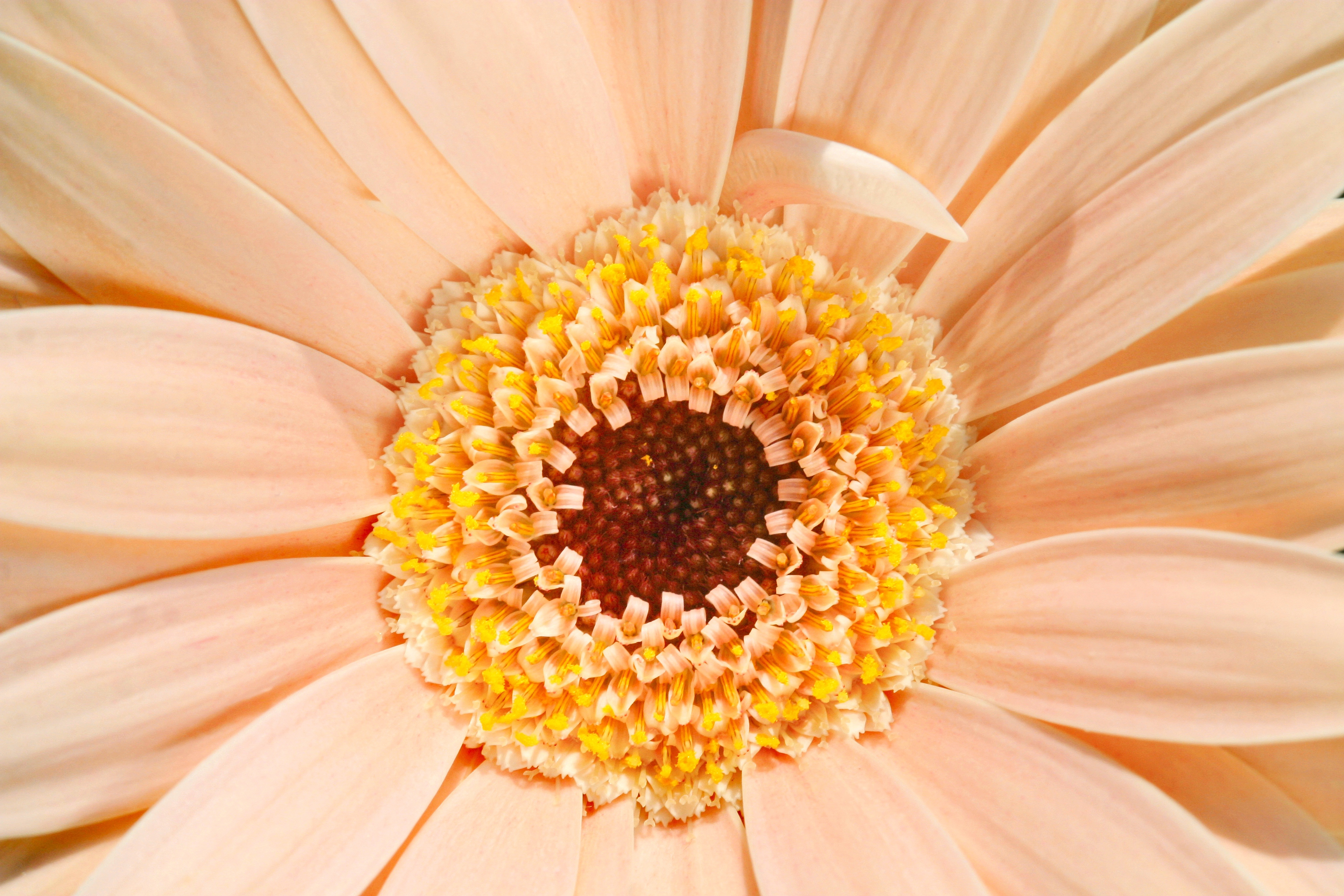 106667 Screensavers and Wallpapers Gerbera for phone. Download flower, macro, gerbera, daisy pictures for free