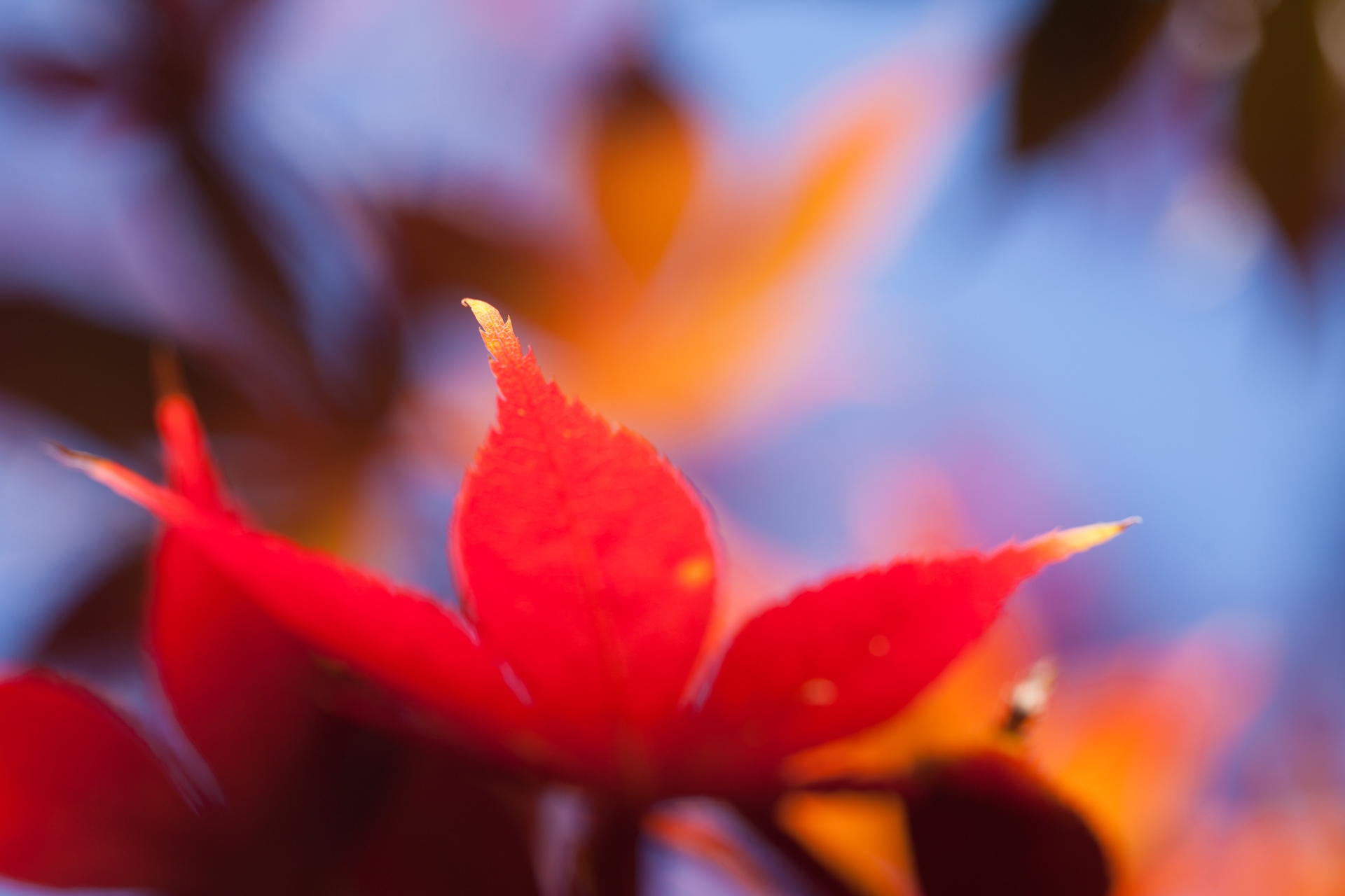 blur, autumn, orange, macro, bright, smooth, sheet, leaf, maple Smartphone Background