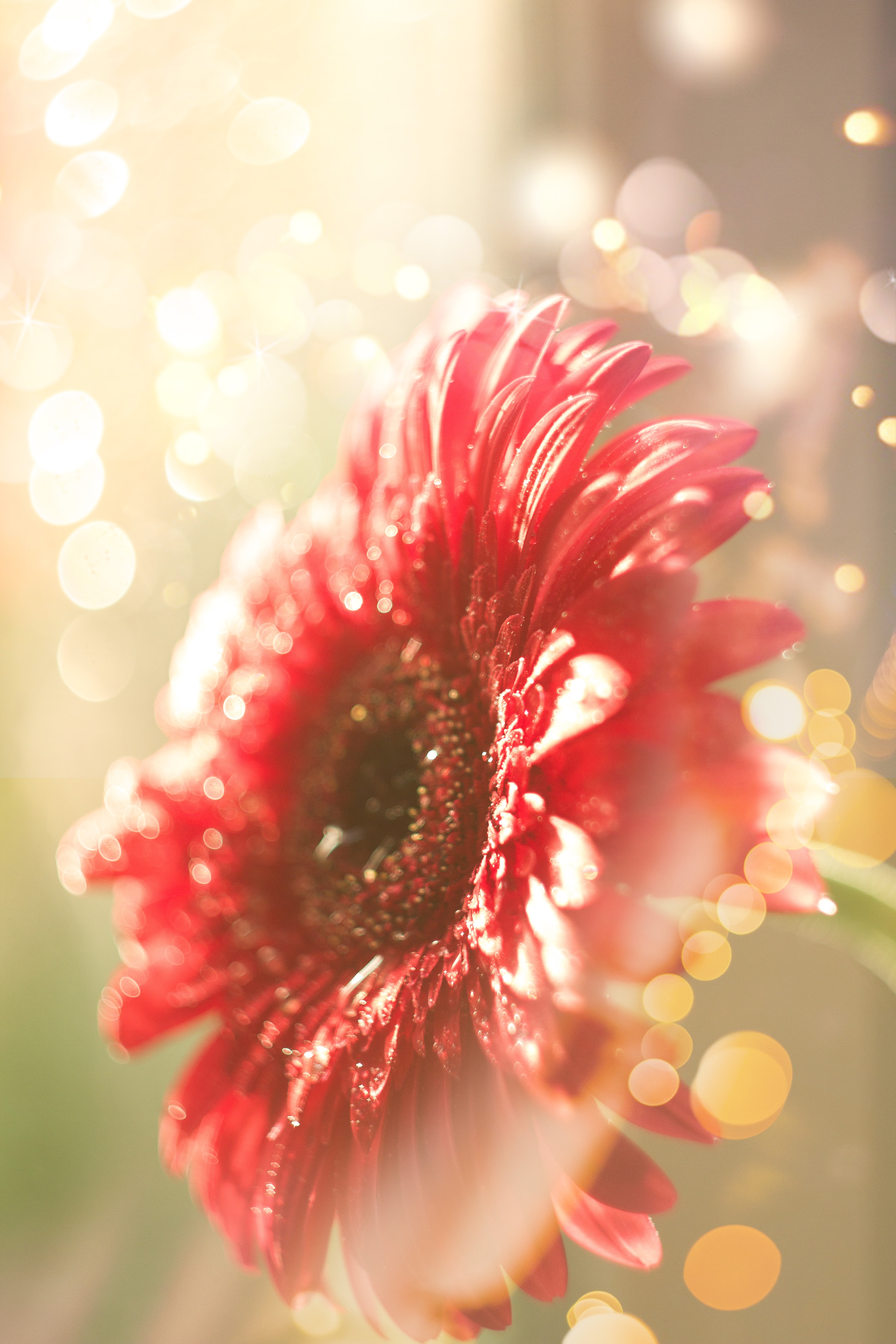 Laden Sie das Blume, Makro, Blendung, Scheinen, Licht, Tau, Bokeh, Boquet-Bild kostenlos auf Ihren PC-Desktop herunter