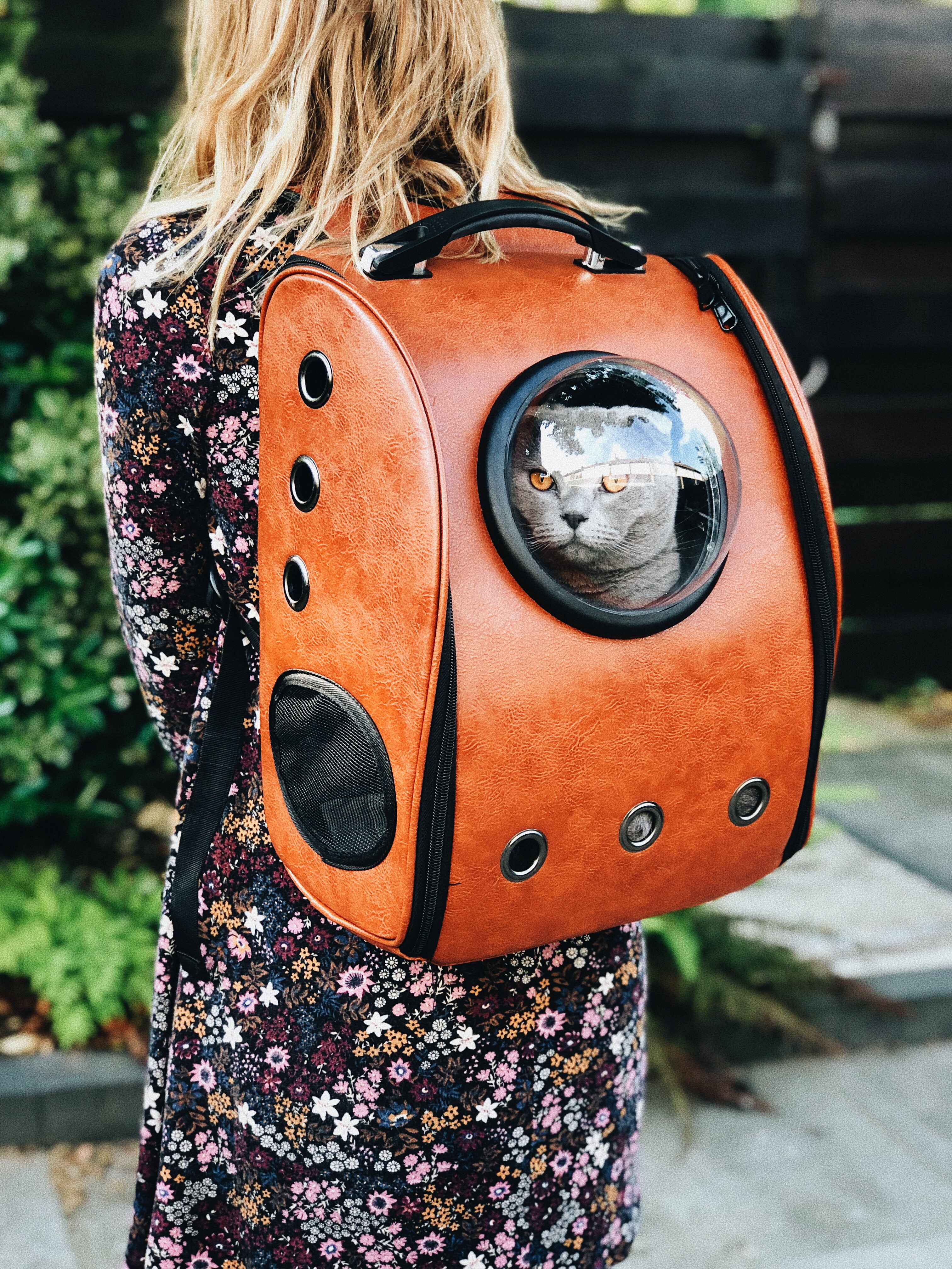 iPhone Wallpapers backpack, cat, rucksack, friend Stroll