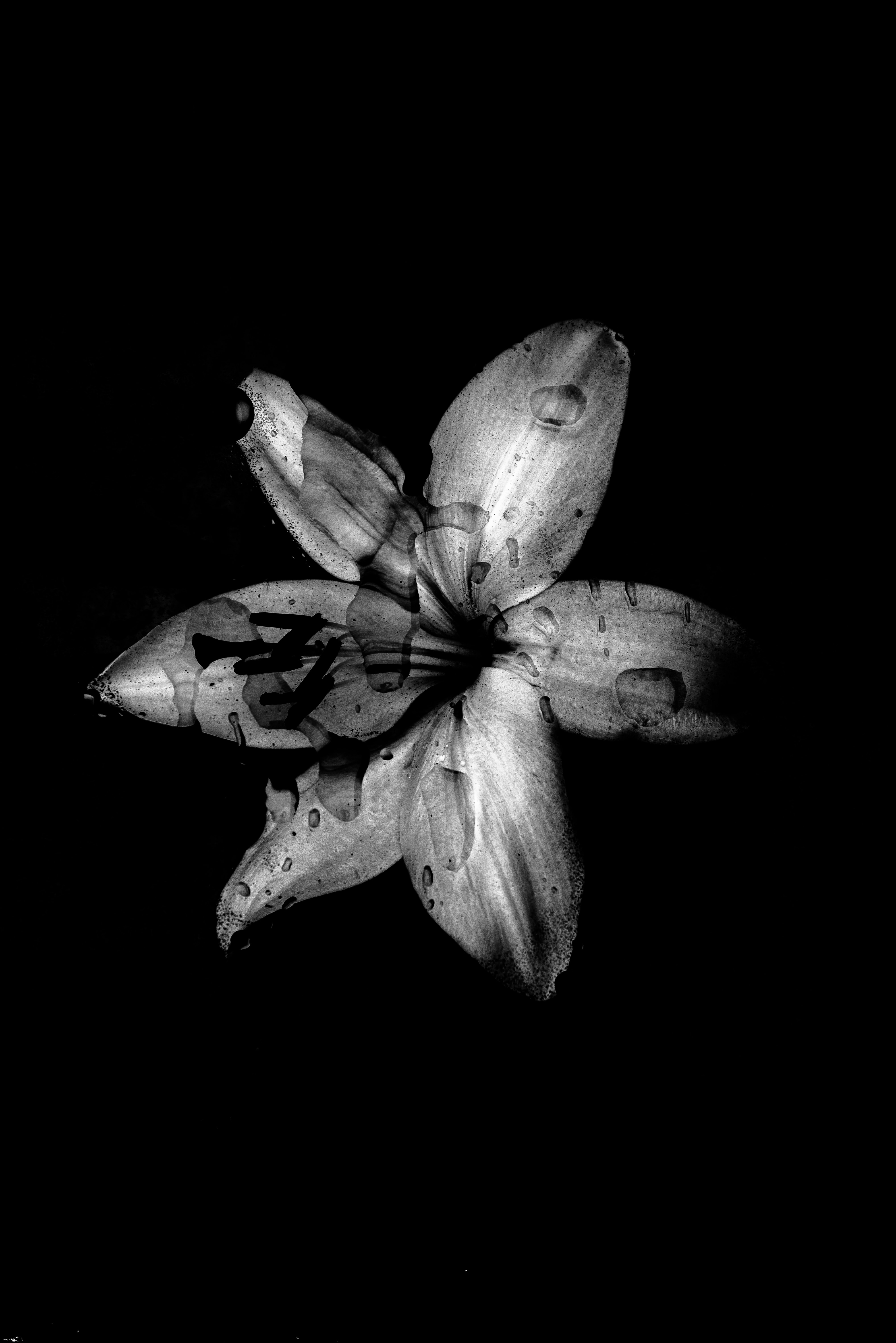 chb, dark, drops, flower, wet, bw, lily