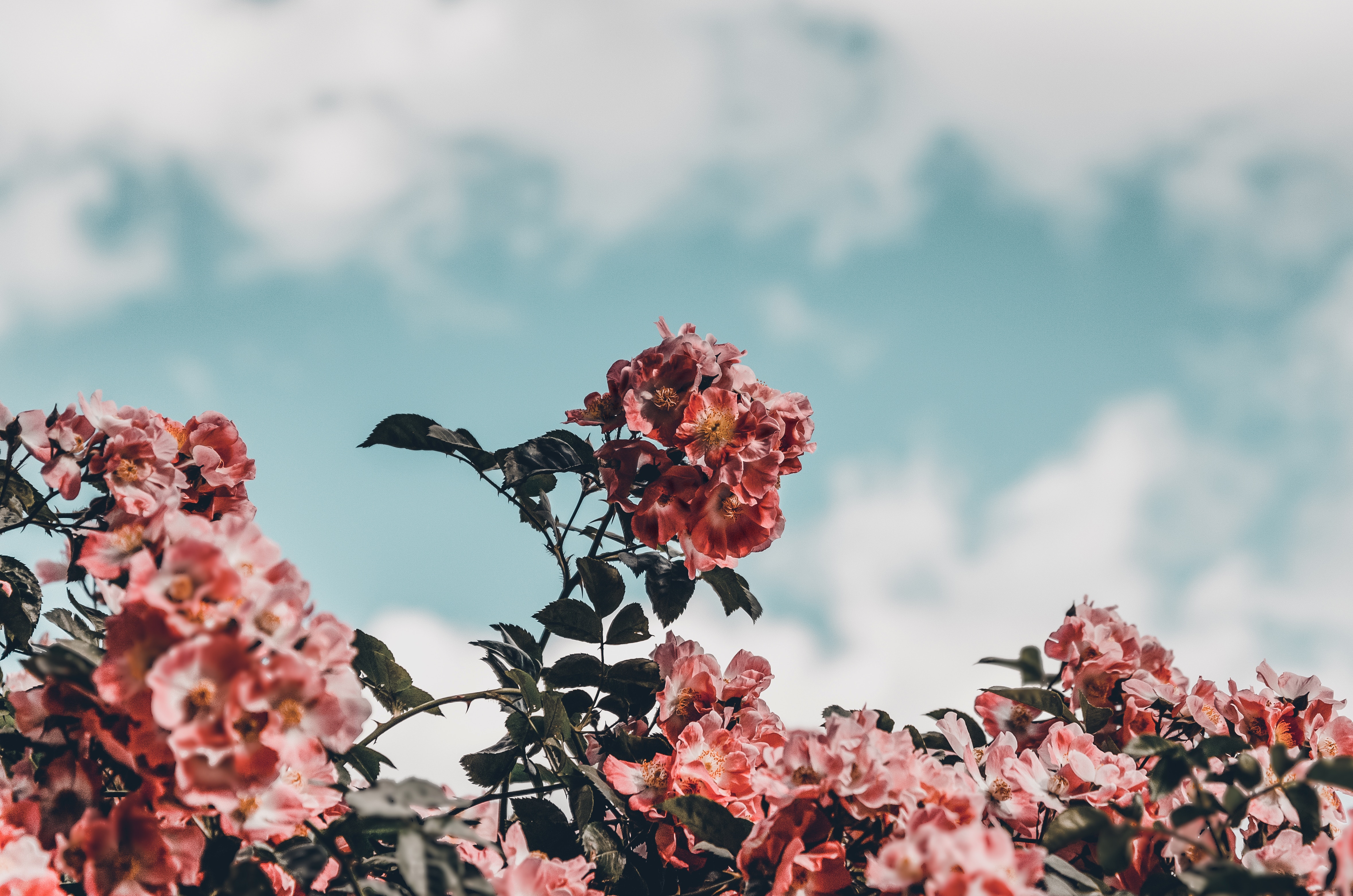 Laden Sie das Blumen, Sky, Bush, Blühen, Blühenden, Busch-Bild kostenlos auf Ihren PC-Desktop herunter