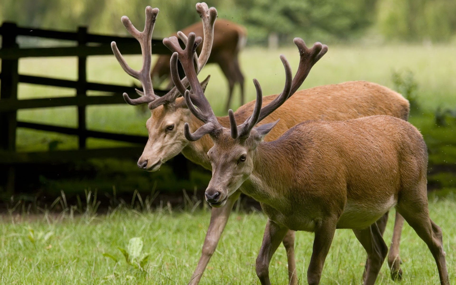 deers, couple, animals, grass, pair, stroll, horns
