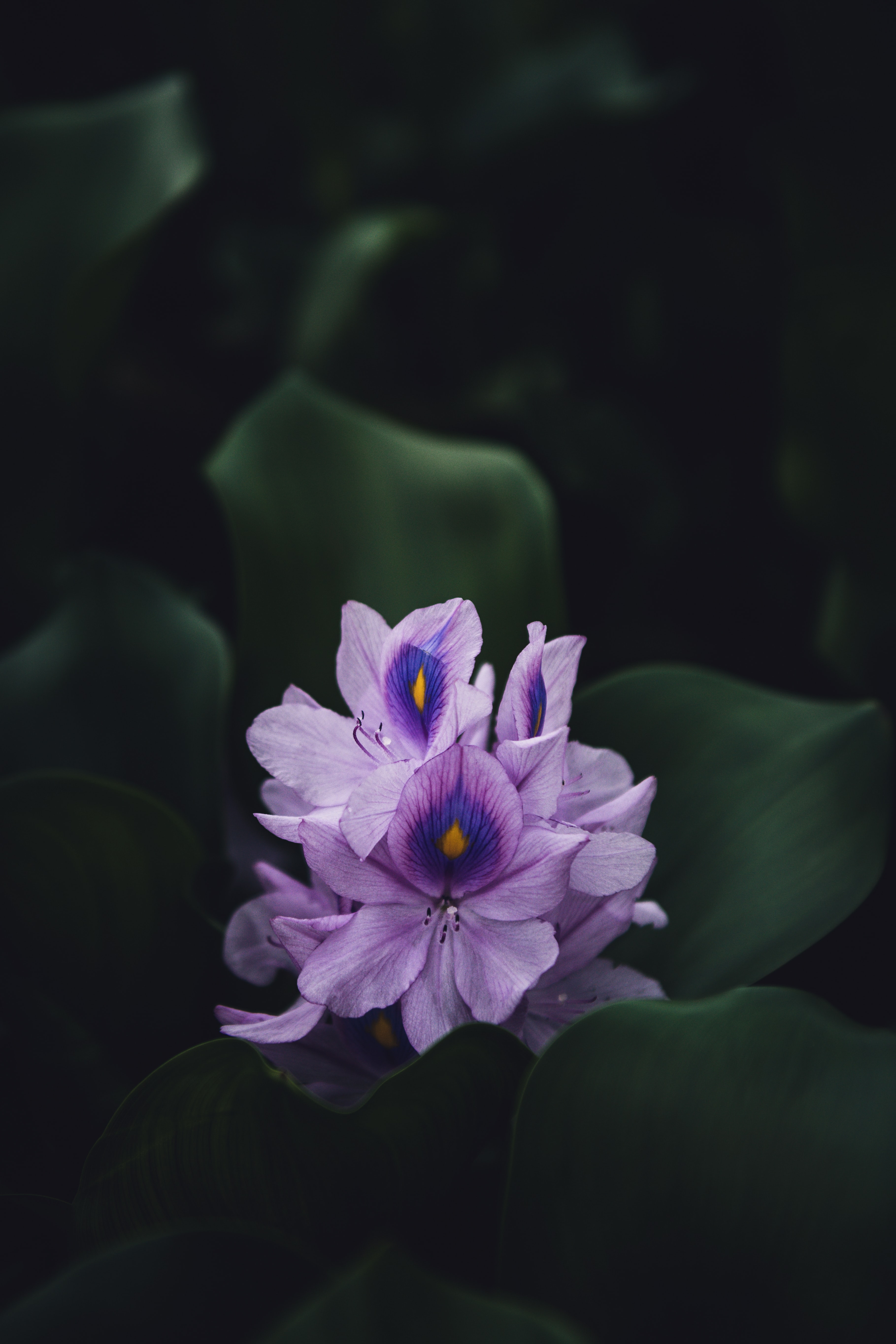 手機的157875屏保和壁紙植物。 免費下載 宏, 开花, 花, 紫罗兰色 圖片