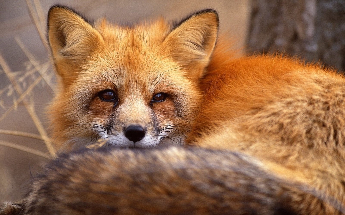 27432 Bildschirmschoner und Hintergrundbilder Fox auf Ihrem Telefon. Laden Sie tiere, fox, orange Bilder kostenlos herunter