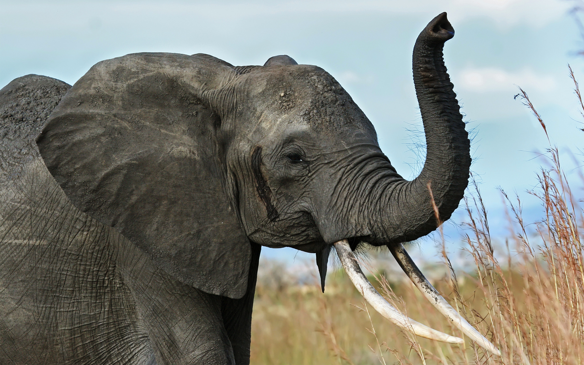 animals, savanna, elephant, africa, trunk, tusks
