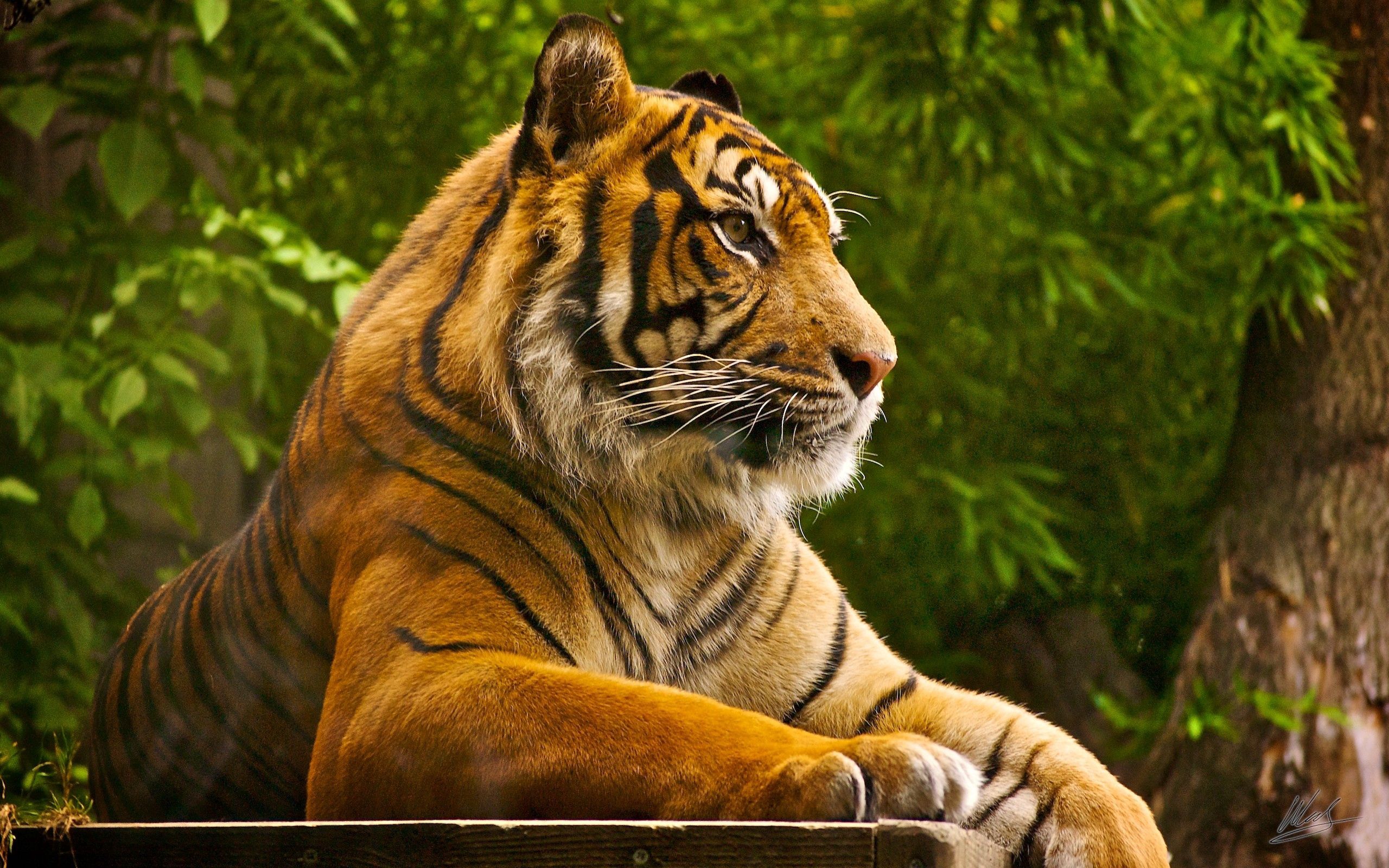lie, amur tiger, big cat, animals Square Wallpapers