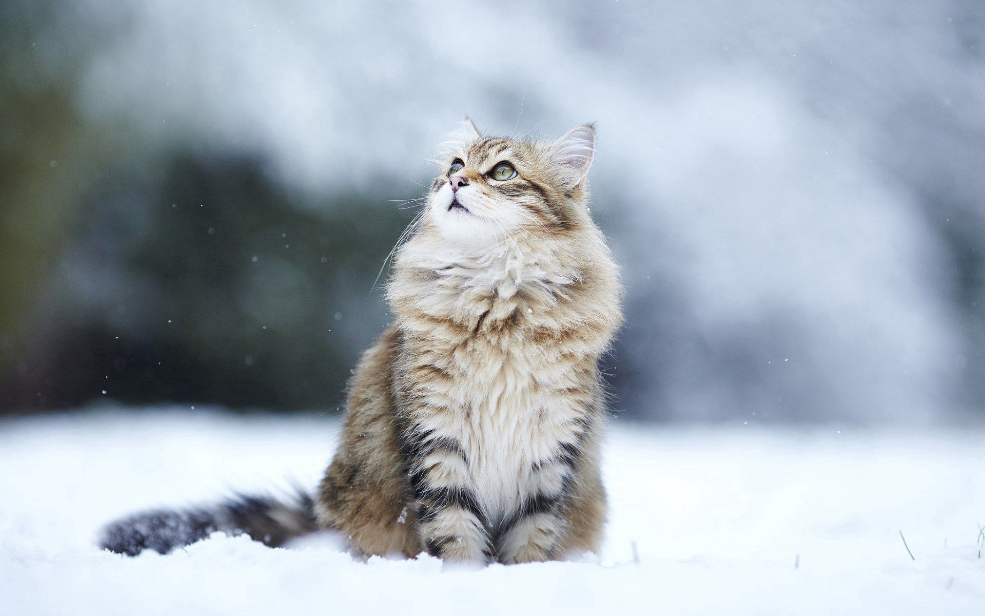 53630 download wallpaper cat, animals, snow, fluffy, sight, opinion screensavers and pictures for free